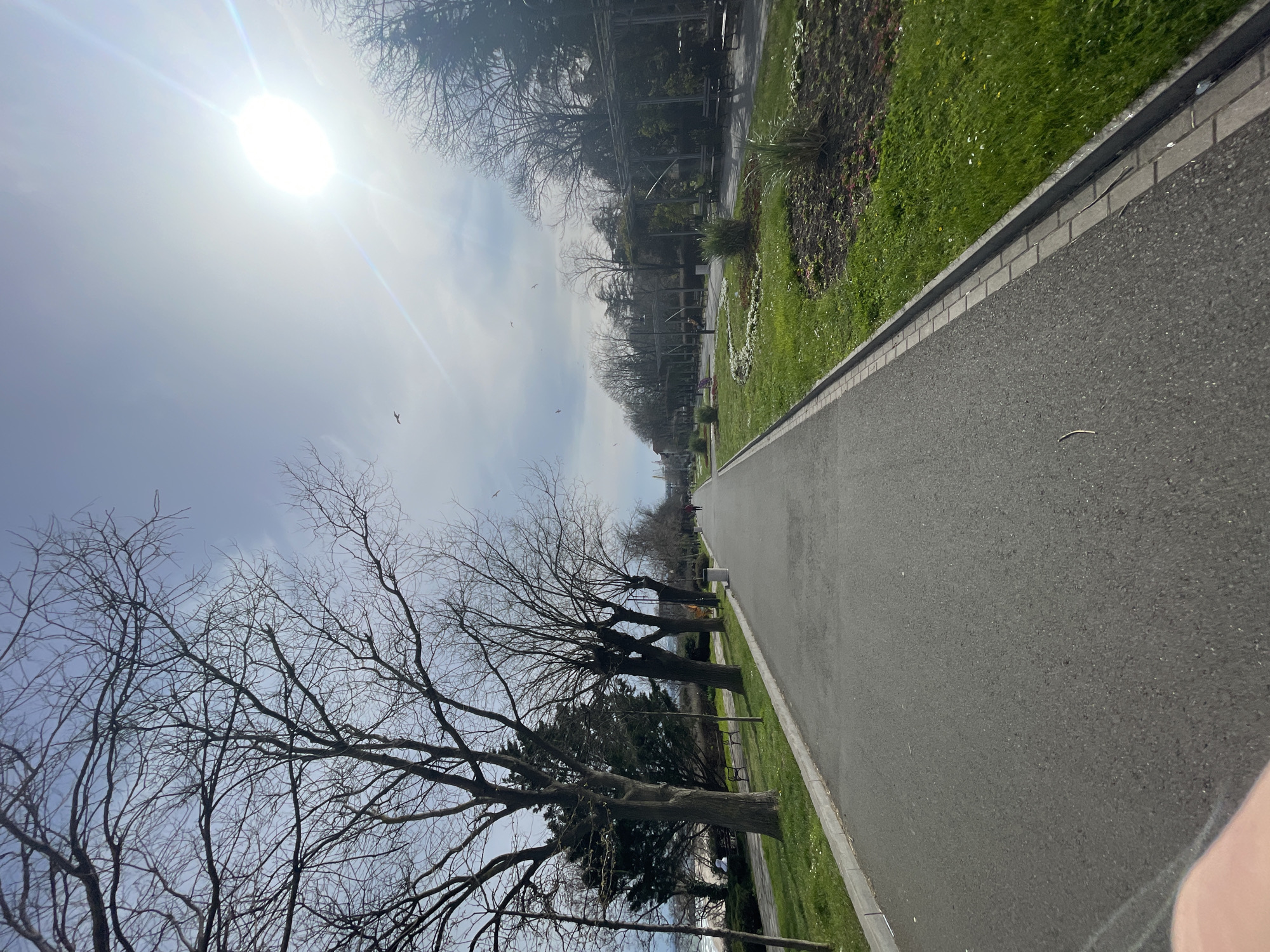This is an outdoor daytime shot of a paved path extending into the distance. The path is lined with grass and trees, some of which are bare. The sun is high in the sky and appears very bright. There are a few birds visible in the sky. The image appears to be taken in a park-like setting. The scene resembles the Sea Garden park in Burgas, Bulgaria, given the path structure, type of vegetation, trees and location near the sea.