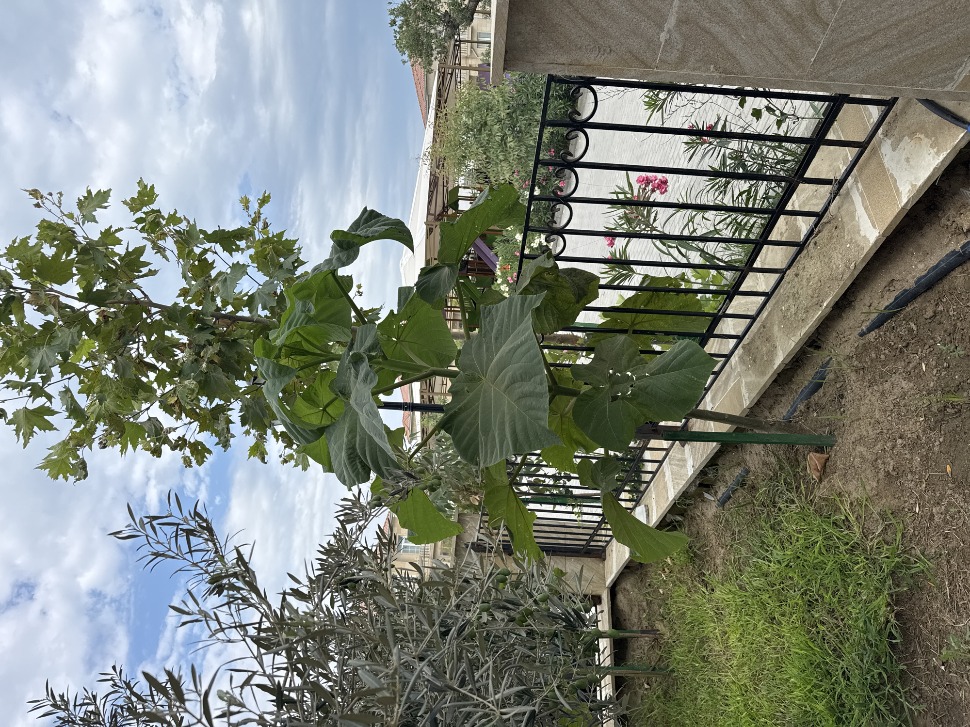 In the city of Ləhiş bağları, Azerbaijan, a young tree with large, heart-shaped leaves is the central focus of the image. The tree is staked with green poles and situated in a garden area with grass and exposed soil. A black metal fence runs along the front of the garden, separating it from a paved area beyond. Behind the fence, pink oleander flowers are in bloom, adding a splash of color to the scene. In the background, an olive tree with narrow leaves is visible, and further back, a covered patio structure and houses can be seen. The sky above is partly cloudy, with a mix of blue sky and white clouds. The overall impression is of a residential garden in a peaceful, possibly rural, setting.