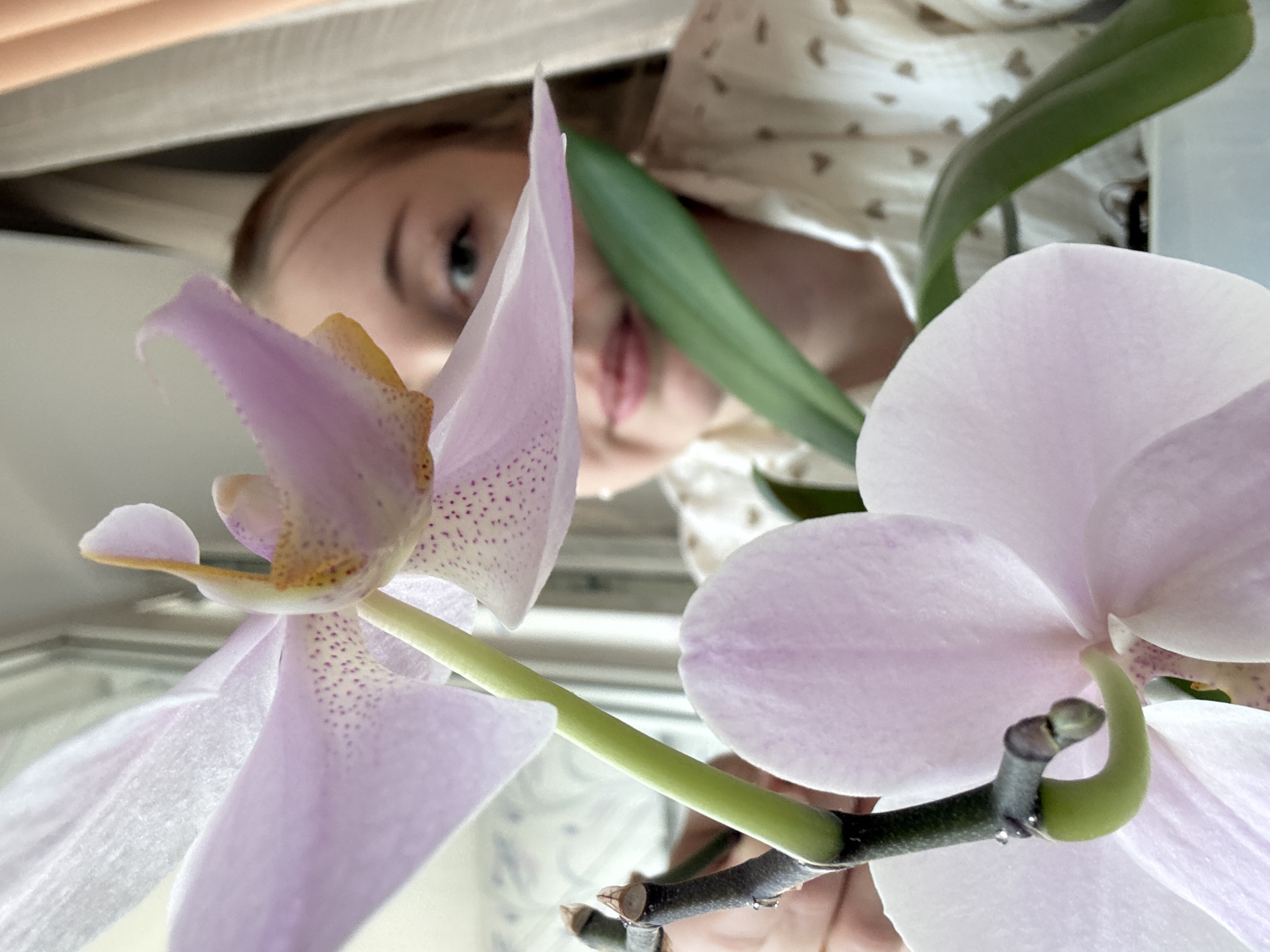 This image is captured from a low-angle perspective, looking upwards at a scene featuring delicate flowers and a person. In the immediate foreground, two light purple orchid blossoms are prominent. The orchid on the left is more detailed, showcasing soft lavender petals with intricate dark pink or purple speckles on its lower lip and a distinct yellow and orange center. Its stem is a vibrant green. The orchid on the right displays broader, light purple petals.
Behind and above the flowers, a young person with light hair and light-colored eyes is partially visible, looking down towards the orchids. Their face is softly blurred, suggesting a shallow depth of field that emphasizes the flowers. They are wearing a light-colored top with a subtle, repeating pattern, possibly small hearts or dots. A bright green leaf, presumably from the orchid plant, arches across the mid-ground, further connecting the person and the flowers.
The background is simple, composed of light, neutral tones that suggest an indoor setting, possibly near a window or light source. The lighting is soft and natural, indicating daytime. The image conveys a gentle and contemplative mood, focusing on the intimate interaction between the person and the natural beauty of the orchids. No text is visible in the image.