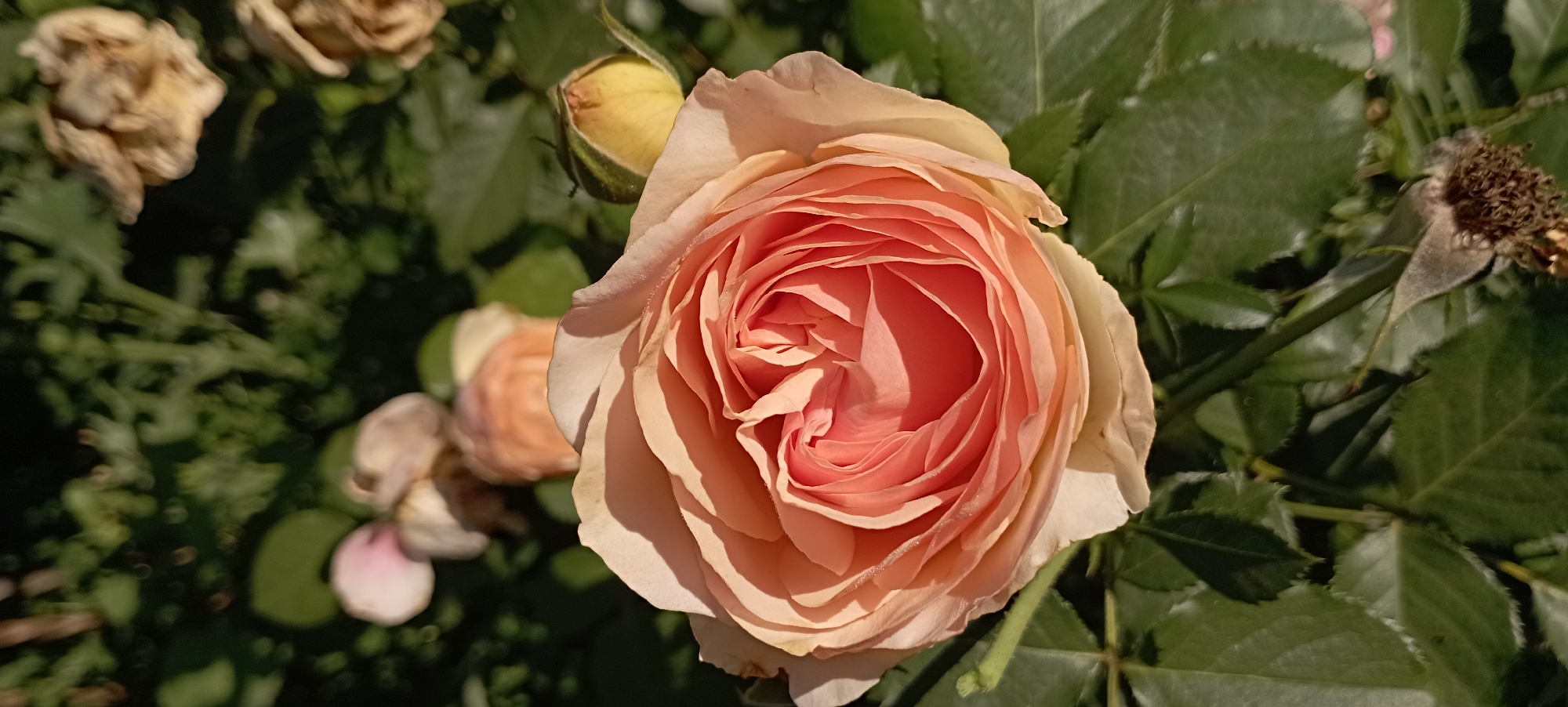 A close-up shot captures a fully bloomed peach-colored rose in Radisne, Ukraine. The rose is positioned centrally and is the primary subject of the image, with its delicate petals unfurling in a spiral pattern. The lighting suggests it is daytime, with sunlight casting soft shadows on the rose's outer petals, highlighting their texture. To the right of the main rose, a small, unopened rosebud with a yellowish hue is visible. In the background, out of focus, are other roses in various stages of bloom and decay, some appearing faded or dried. The surrounding foliage consists of dark green leaves, which provide a contrasting backdrop to the vibrant rose. The overall setting appears to be an outdoor garden or rose bush. There are no people present in the image.