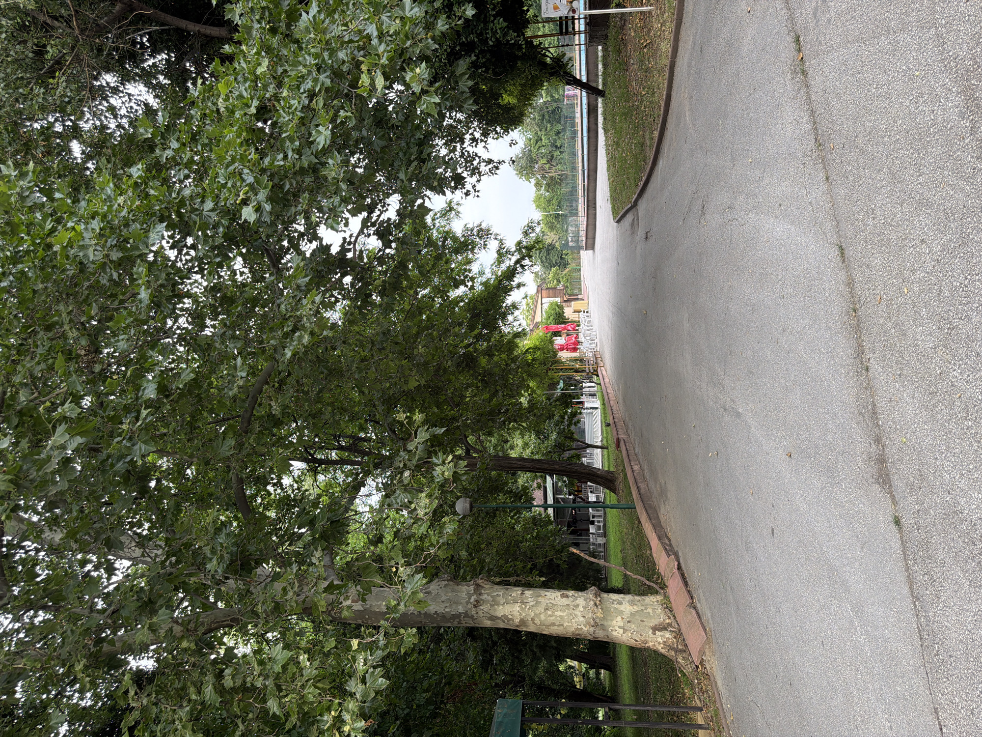 A paved pathway curves through a park in Pazardzhik, Bulgaria, lined with mature trees and grass. On the left, a large tree with a thick, textured trunk stands prominently. Further along, several tables and chairs are visible outside a building, some covered with red umbrellas. On the right, a body of water, likely a swimming pool, is partially visible, bordered by grass and trees. The sky is overcast, suggesting a cloudy day. The pathway is dry and shows signs of wear, with cracks and scattered leaves. A lamppost is positioned along the pathway on the left.
