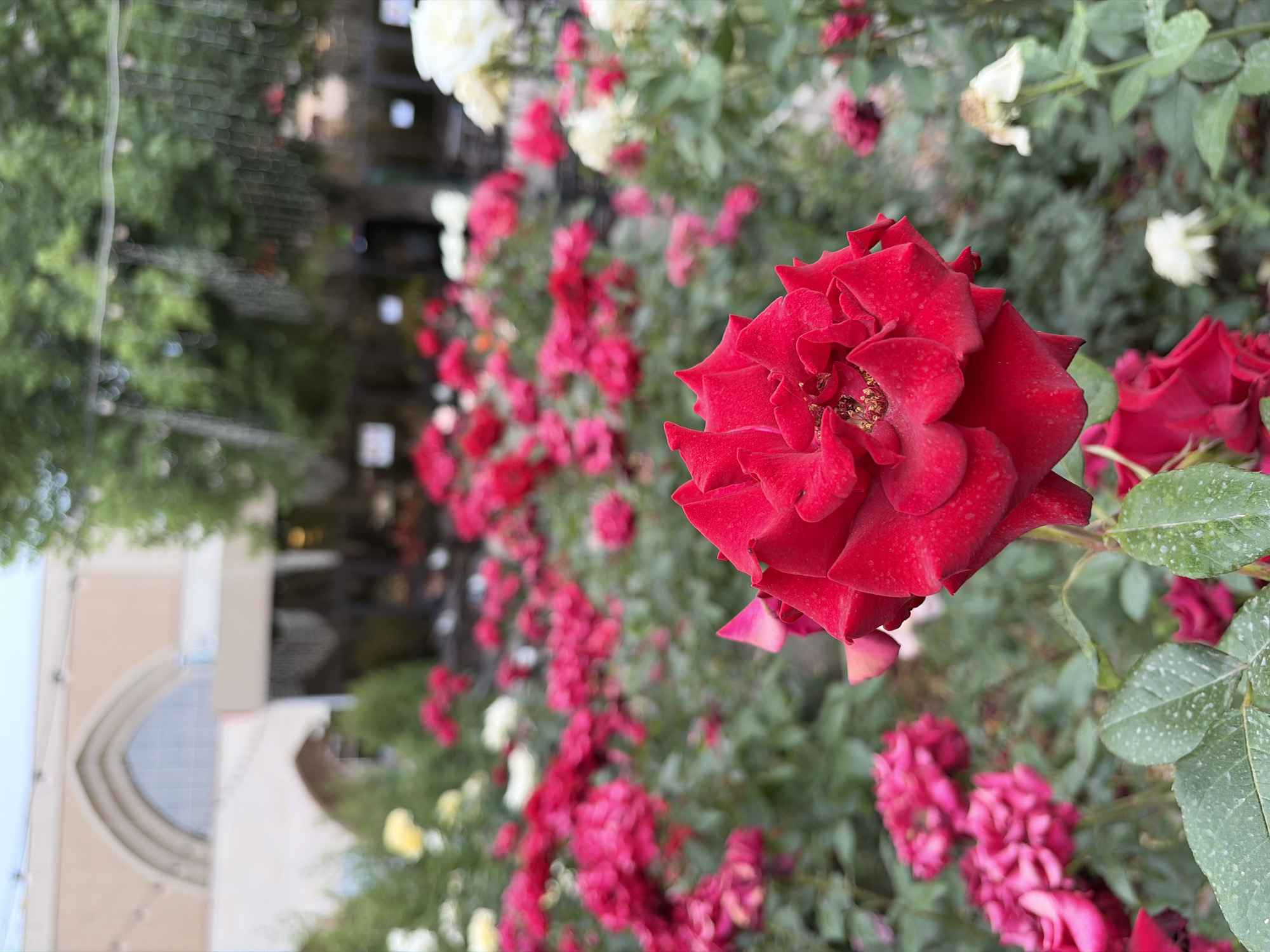 A close-up, shallow depth of field shot captures a vibrant red rose in full bloom, its petals unfurling with intricate detail. The rose is positioned in the foreground, slightly off-center to the right, with its petals casting soft shadows. In the background, a dense garden of various roses is visible, with clusters of red, pink, and white blooms creating a colorful tapestry. The foliage is lush and green, suggesting a well-maintained garden. Beyond the garden, a building with arched windows and a muted beige facade is visible, possibly part of a historic structure or a commercial establishment. The overall atmosphere is serene and picturesque, evoking the beauty of a blooming garden in an urban setting.