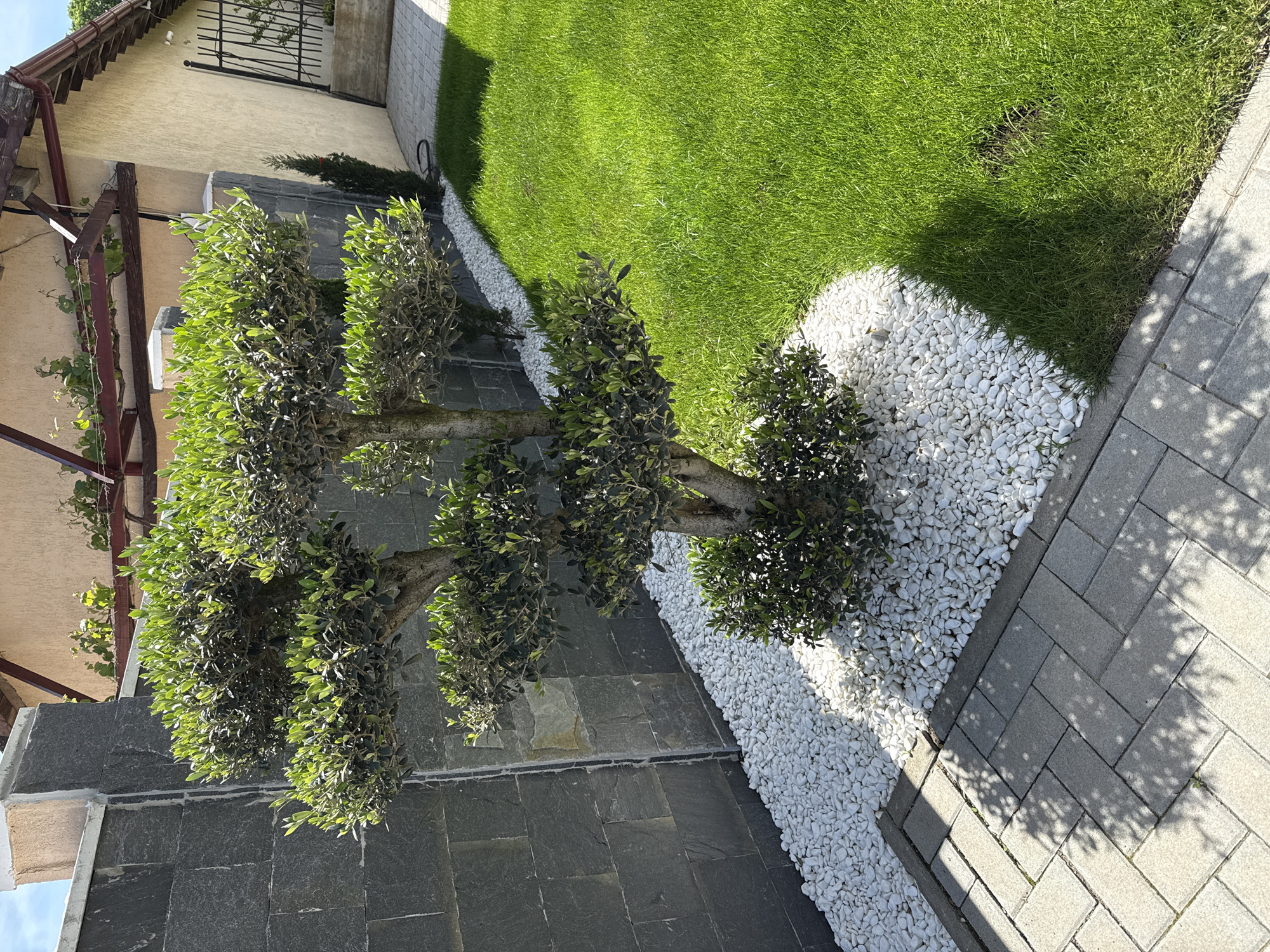 The image presents an outdoor scene likely within a residential or commercial area in Burgas, Bulgaria. A pruned tree is centrally positioned with a structured, multi-tiered arrangement of foliage. The tree is surrounded by decorative white stones or pebbles, creating a border against a grey stone wall and a paved pathway. Adjacent to the pathway, there is a lush green lawn. A building is visible in the background, featuring a light-colored facade and a dark metal fence. The light indicates that the picture was taken during the day. The scene appears to be a well-maintained outdoor space.