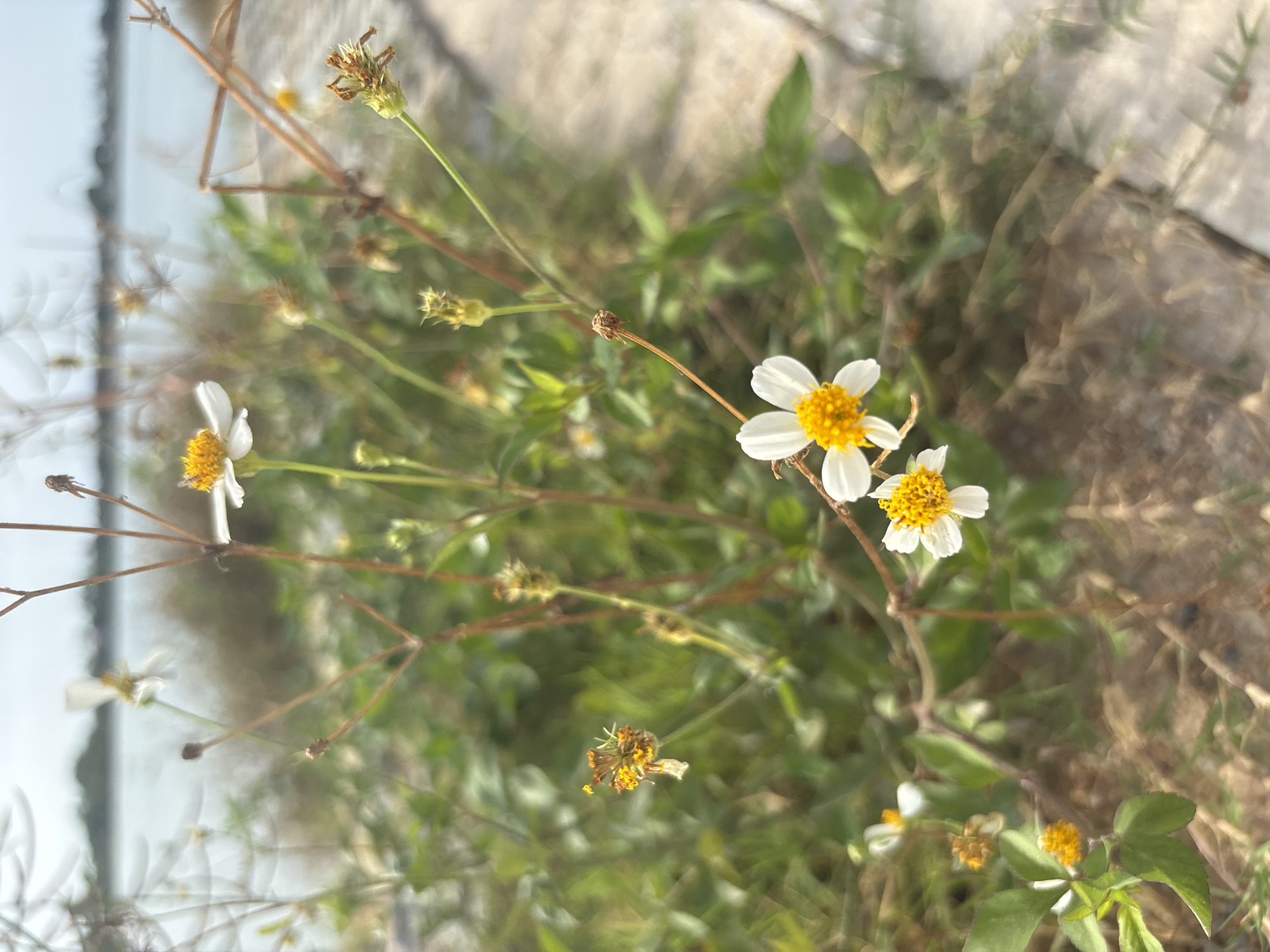 The image shows a close-up of a patch of wild daisies growing near water in บ้านบางรักษ์, Thailand. The flowers have small, white petals and yellow centers. The background is blurred, but suggests the edge of a body of water (possibly a lake or river) with vegetation along the bank. Some of the daisy stems are dry and brown.