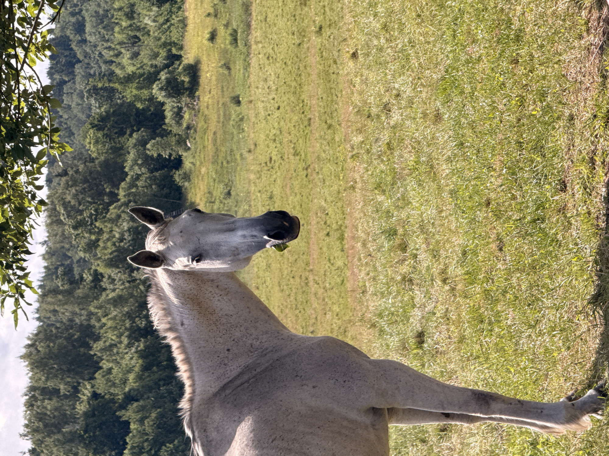 A light grey horse stands in a grassy field with a forest in the background. The horse is facing the viewer, with its head turned slightly to the right. Its mouth is open and it appears to be eating a green leaf. The horse has a long mane and tail, and its body is covered in dark spots. The field is covered in green grass and wildflowers. The forest is dense and green, with a variety of trees. The sky is blue with some clouds. The image was taken in Galinė, Lithuania.