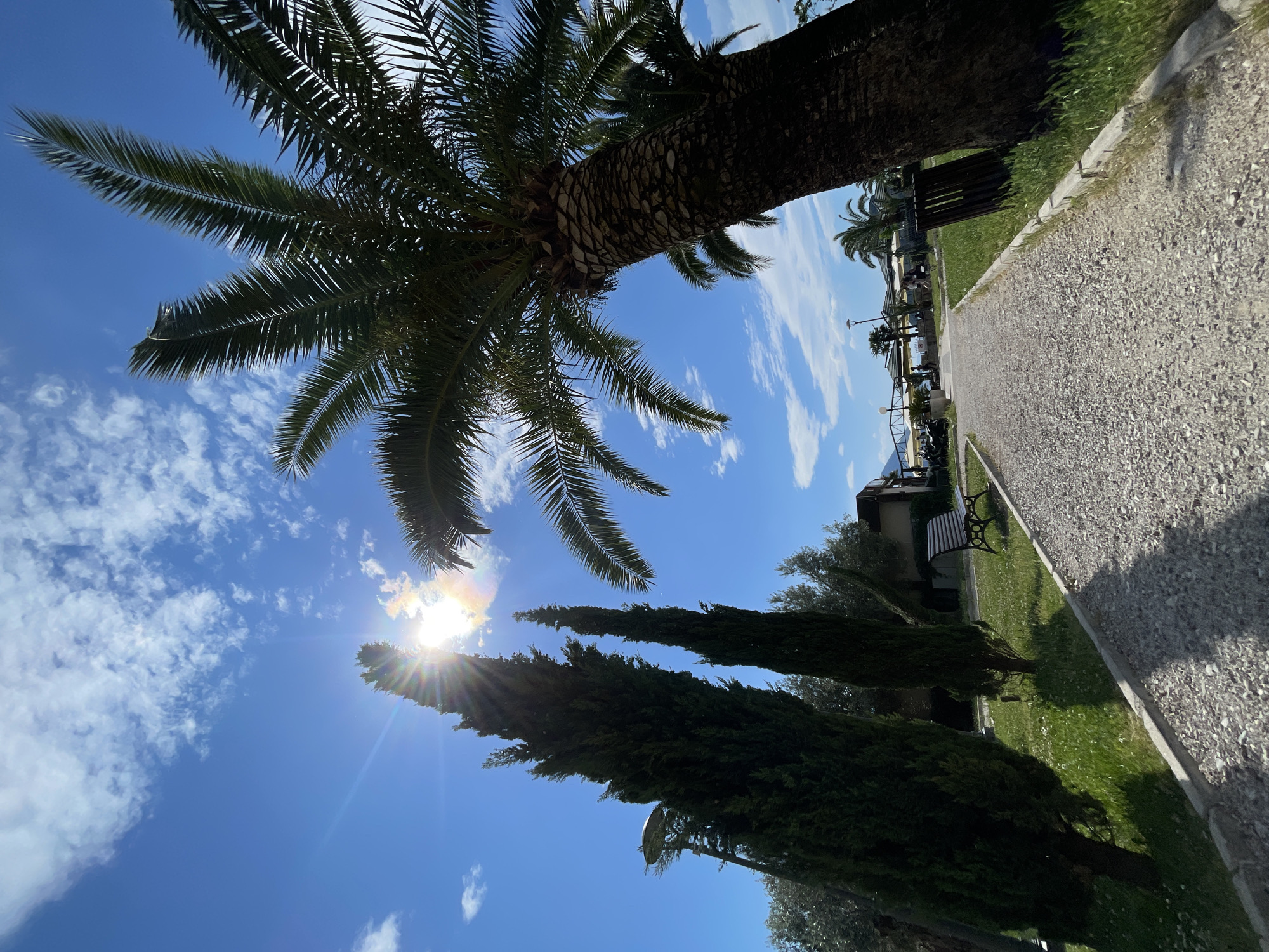 The image shows a sunny outdoor scene with a palm tree dominating the upper left and three tall, conical trees in the lower center. The sun shines brightly behind the conical trees, creating a starburst effect. The sky is blue with scattered white clouds. To the right is a gravel path bordered by a green lawn. A park bench is visible further along the path. The exact location in the city of Unknown, Unknown is not apparent from the image.