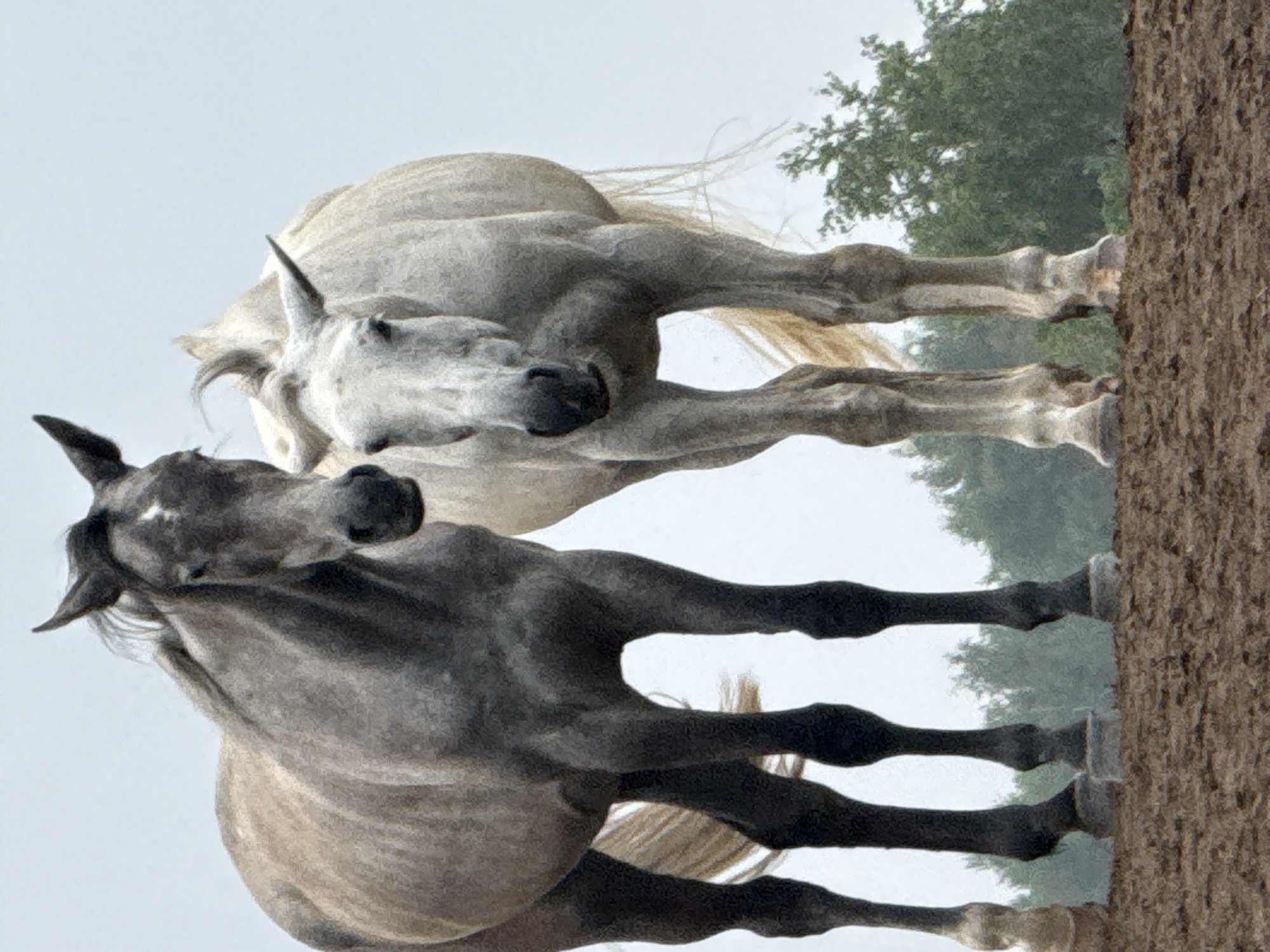 Two horses stand on a muddy field with a blurry green forest in the background. The horse on the left is dark grey with a lighter mane and tail. The horse on the right is white. Both horses are facing the camera.