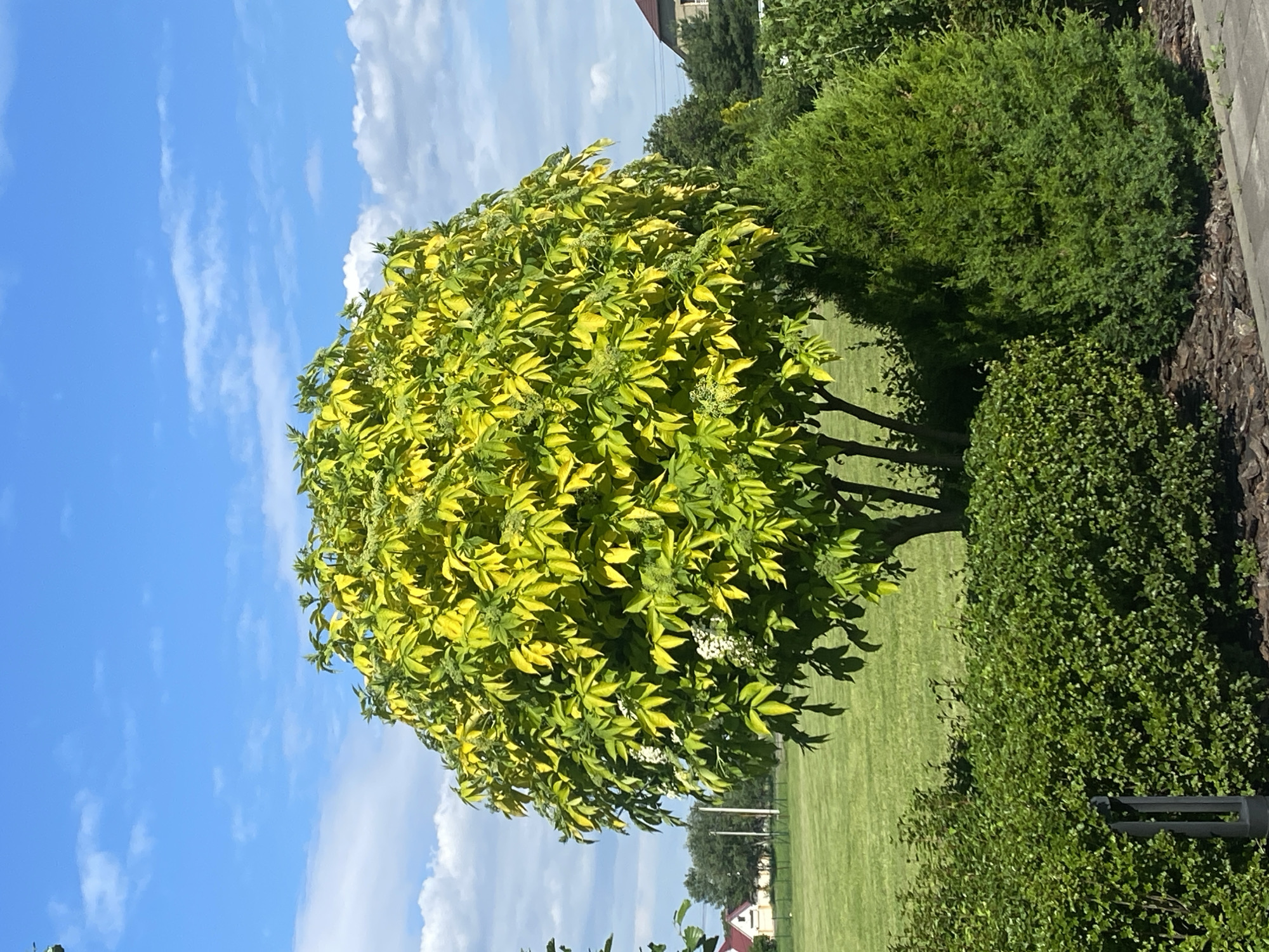 The image displays a vibrant outdoor scene under a bright blue sky with scattered white clouds. In the foreground, a neatly manicured green hedge borders a paved walkway. To the right of the hedge, a lush green evergreen tree stands tall. Behind the hedge, a large deciduous tree with abundant green and yellow foliage dominates the center of the frame. Some clusters of small white flowers are visible within the tree's branches. Beyond the trees, a meticulously maintained green lawn stretches towards houses with red roofs, suggesting a suburban or semi-rural setting. In the distance, more trees and structures are visible. The overall impression is one of a well-kept residential area, likely a garden or park in the city of Rozhny, Ukraine.