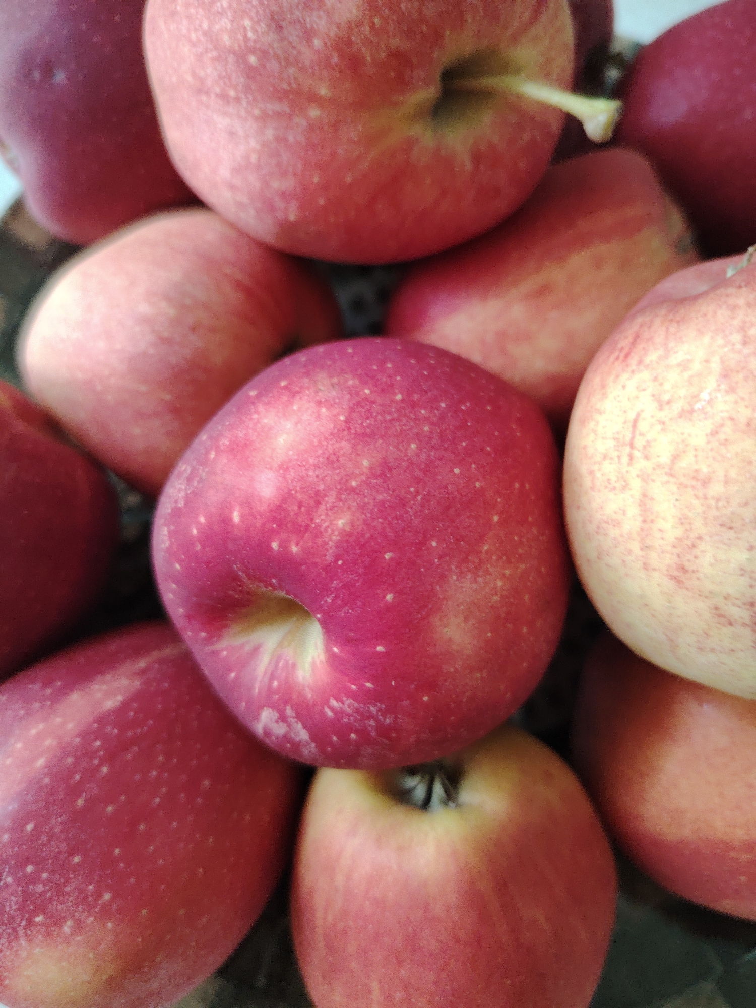 A close-up, overhead shot captures a pile of red apples. The apples are a mix of bright red and lighter pink hues, with some showing streaks of yellow. The surfaces are dotted with small white lenticels, characteristic of apples. The apples are tightly packed, creating a textured, organic arrangement. The lighting is soft, highlighting the roundness and slight imperfections of the fruit. The background is indistinct and dark, ensuring the apples are the sole focus. There are no people or signs of human activity visible. The scene is devoid of any specific geographical markers, making it impossible to determine if it is located in the city of Кривец, Russia, or any other location.