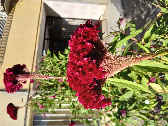 A close-up shot showcases a vibrant red Celosia flower, its feathery texture prominent. Green leaves surround the flower, adding a contrasting background. A portion of a building is visible behind the plant. The camera angle gives a unique perspective.