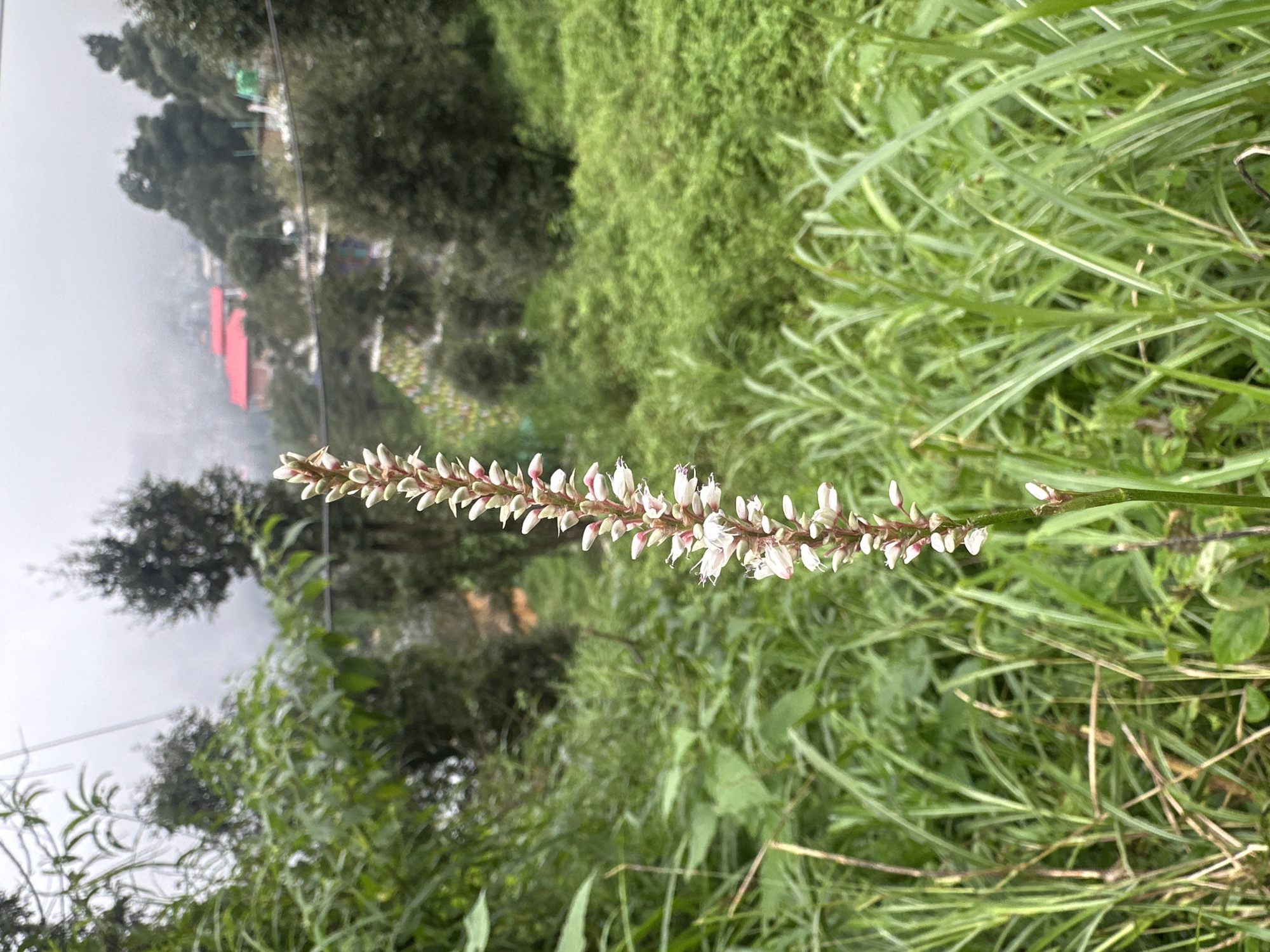 The image captures a close-up view of a tall, slender plant with a spike of small white and pink flowers in the foreground. The plant is set against a backdrop of lush green foliage, suggesting an outdoor, natural environment. In the distance, a hillside is visible, dotted with trees and buildings, some with red roofs, indicating a settlement or town. The sky appears overcast or foggy, contributing to a slightly muted color palette. The overall scene evokes a sense of a rural or semi-urban landscape, possibly in a mountainous or hilly region, consistent with the location of Haini, India, which is known for its natural beauty and mountainous terrain. There are no people or animals clearly visible in the image. The focus is on the delicate details of the flowering plant and the slightly blurred, distant view of the inhabited area.
