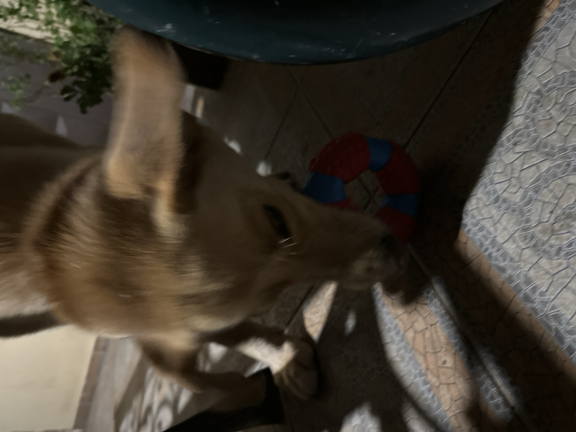A tan dog is chewing on a red and blue ring toy on a tiled floor. The dog's head is down and its body is mostly blurred due to motion. Shadows from unseen objects fall across the floor. There is a hint of greenery in the background. The location is not specified in the image.