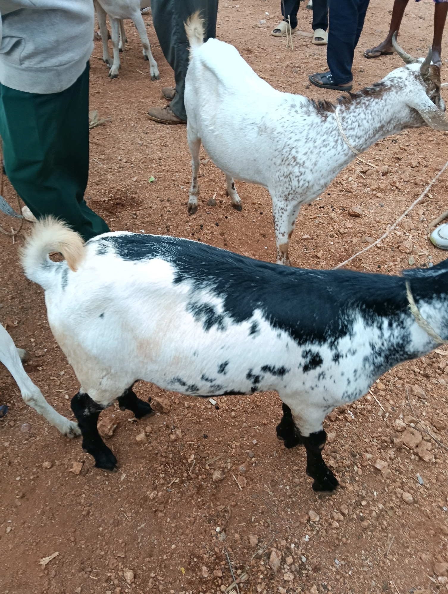 Two goats are standing on dry, reddish-brown soil with scattered rocks and sparse dried vegetation. The goat in the foreground is predominantly white with large black splotches across its back and hindquarters, and black hooves. Its tail is curled upwards and appears light brown. A thin rope is tied around its neck. Behind this goat, and slightly to the left, is another goat that is white with brown speckles covering its body and face. This goat has curved horns and a similar thin rope around its neck. Two individuals, partially visible, are standing near the goats. One person on the left is wearing a grey hoodie and dark green pants. Another person on the right is wearing dark blue pants. Their footwear, including sandals and shoes, is visible on the ground. The scene appears to be outdoors, likely in a rural or semi-rural setting given the terrain and presence of livestock. The lighting suggests it is daytime. The location is identified as Zombe/Mwitika ward, Kenya.