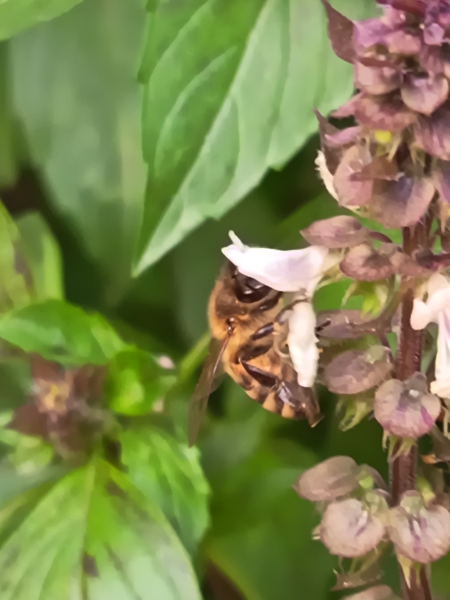 A close-up, shallow depth of field, macro photograph shows a honey bee collecting nectar from a purple flower of a basil plant. The bee is positioned in the lower left quadrant of the frame, facing towards the right and slightly downwards, with its proboscis extended into the flower. Its body is striped brown and yellow, with translucent wings folded behind it. The basil plant's flowers are clustered on a vertical stalk, with the petals in various shades of purple and white. Large, green basil leaves form the background, out of focus. The scene is illuminated by natural light, creating soft shadows and highlighting the textures of the bee and the flowers. The location is Qalacha, Uzbekistan.
