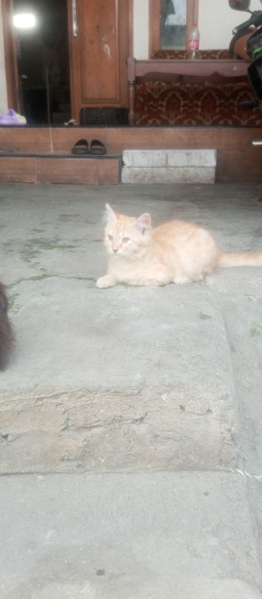 A ginger cat lies on a concrete surface in front of a house. The cat is facing to the right and appears to be relaxed. The background shows a wooden door, a sofa with a patterned fabric, and a bottle of Coca-Cola on a ledge. There are also a pair of flip-flops and some building materials visible. The scene is likely in a residential area of Kediri City, Indonesia, given the architectural style and the presence of common household items.