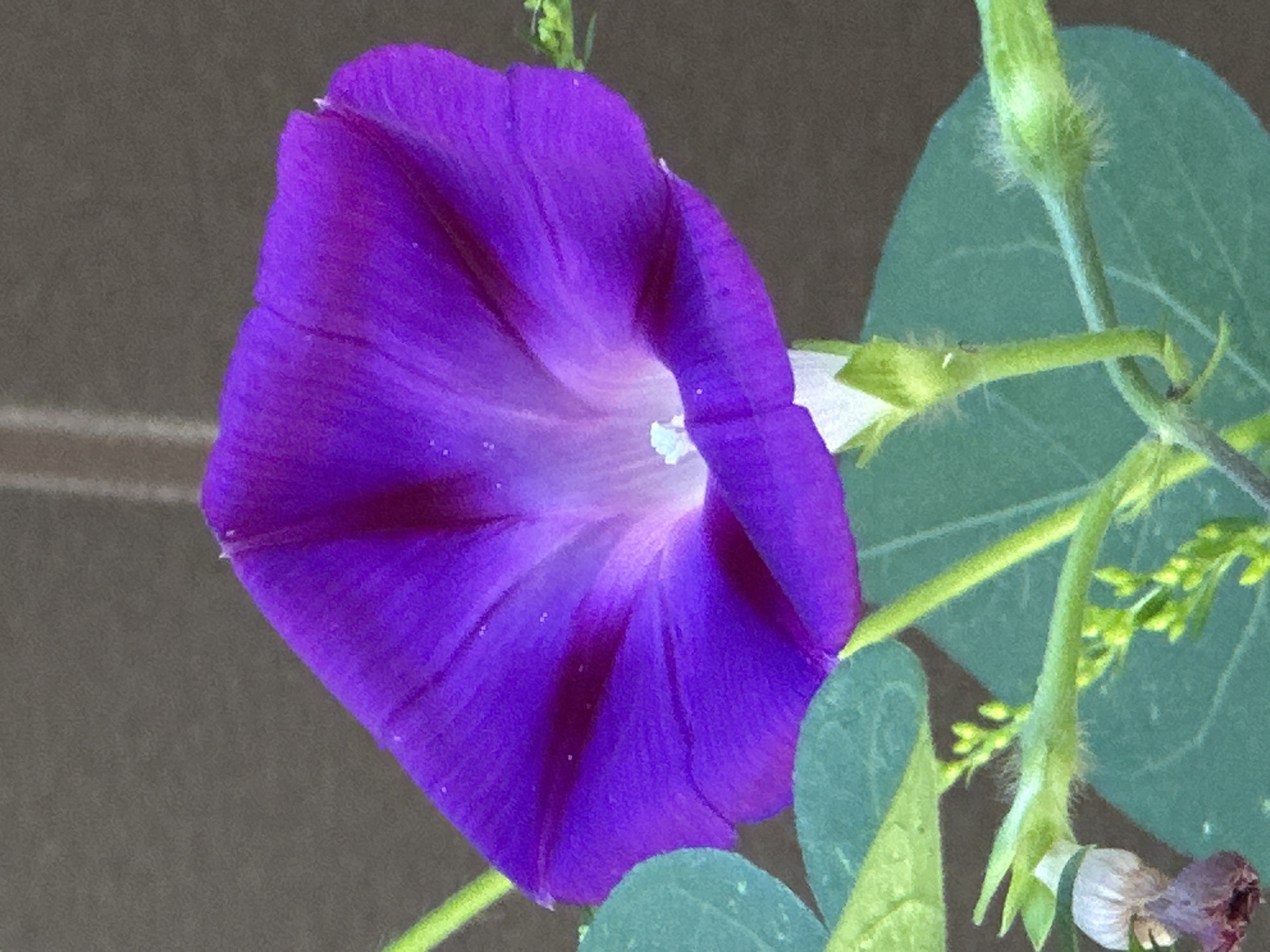 The image is a close-up photograph of a vibrant purple morning glory flower in bloom. The flower is the primary subject, with its trumpet-shaped petals unfurling and displaying a gradient of color from a deep purple at the edges to a lighter, almost white hue at the center. Faint veins are visible on the petals. Surrounding the flower are green leaves and thin green stems, some of which have small, developing buds. The background is a blurred, neutral brown, providing a stark contrast that makes the colorful flower stand out. There are no people or signs of human activity in the image, and no specific location within Kruta Hora, Ukraine, can be identified from the visual information provided. The overall impression is one of natural beauty and delicate detail.