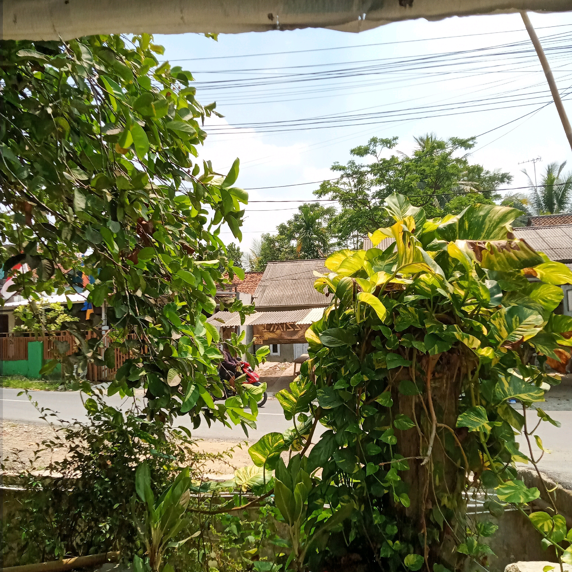 The image shows a view of a street in Purwakarta, Indonesia, seen through foliage. In the foreground, lush green leaves and vines dominate the frame, with a prominent, thick vine-covered trunk or structure on the right. The leaves are varied in color, with some displaying patches of yellow.
Beyond the vegetation, a paved road runs horizontally across the scene. On the left side of the road, a wooden fence with green painted posts encloses an area with some visible structures and foliage. A small red motorcycle with a rider is visible on the road, moving from left to right.
In the background, several residential buildings with corrugated tin roofs are visible. Trees, including palm trees, dot the landscape behind the houses. Overhead, power lines are strung across the sky. The sky is bright blue with a few scattered white clouds, indicating a sunny day. The overall impression is a semi-urban or suburban residential area in a tropical climate.