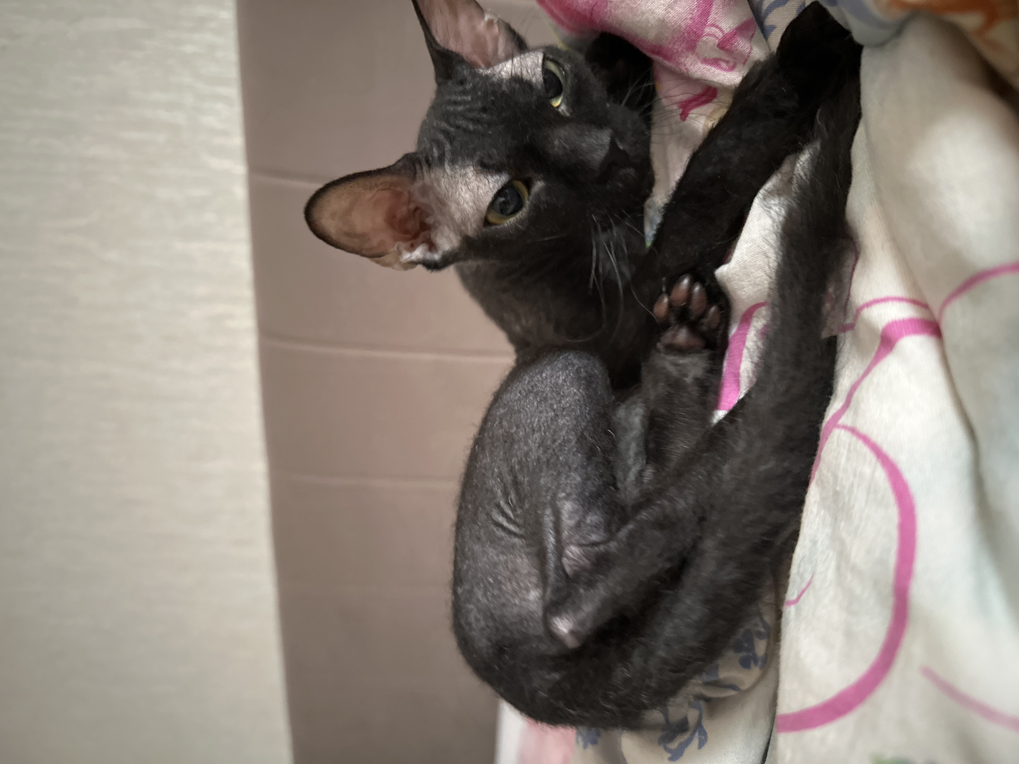 A close-up indoor shot depicts a dark-colored cat nestled among patterned bedding. The cat, possessing a slender frame, prominent ears, and yellow eyes, appears curled up. The bedding features a white base with pink and blue design elements. Part of a light-colored wall or curtain is visible on the left side of the frame.