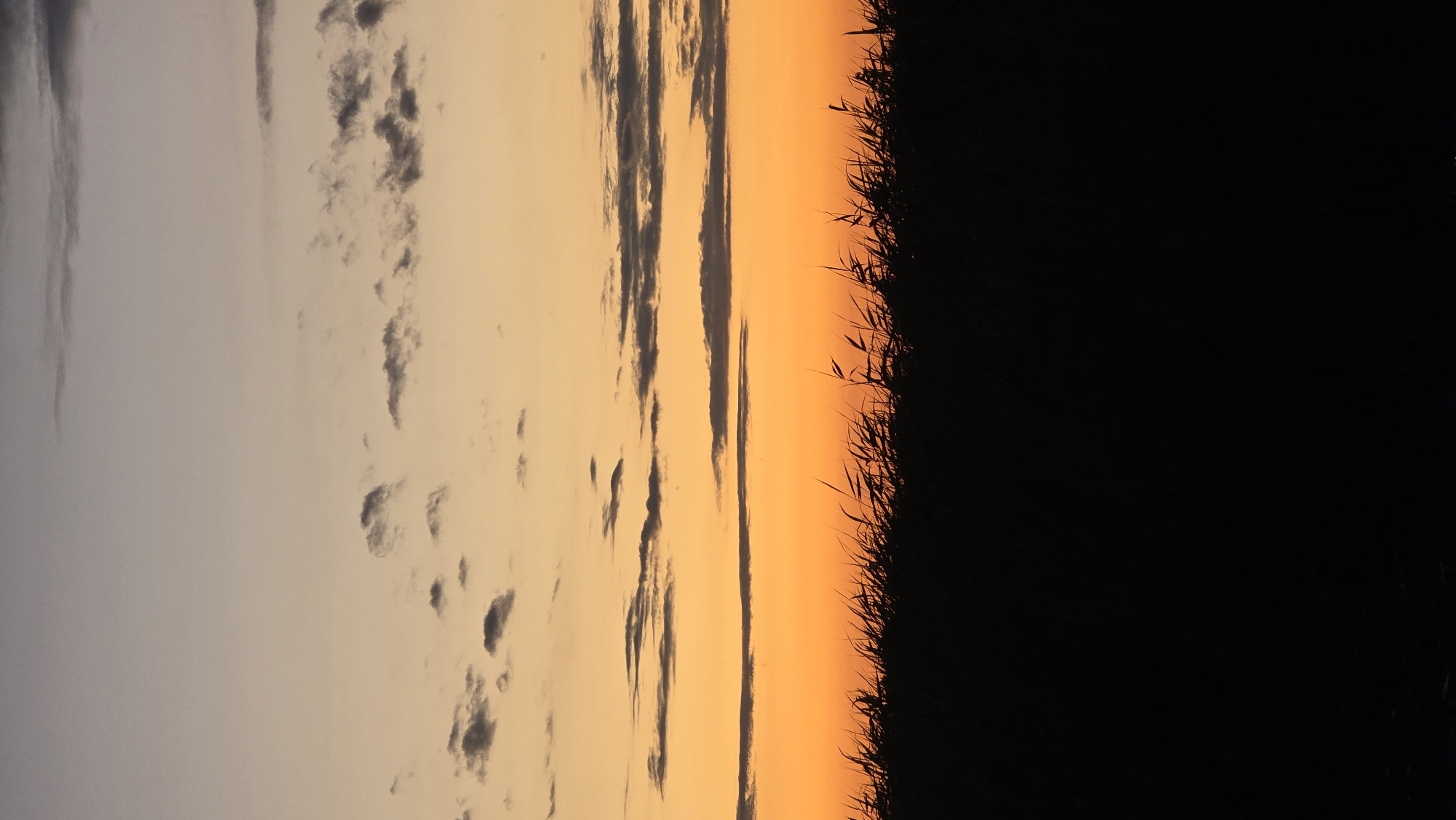 The image depicts a silhouetted natural landscape at dusk. The foreground is dominated by the dark silhouette of tall grass or reeds, appearing as a dense, dark line across the bottom of the frame. Above this silhouetted vegetation, the sky transitions through a gradient of colors characteristic of sunset or twilight. The lower portion of the sky is a vibrant orange, suggesting the last rays of the sun. This orange hue gradually fades upwards into softer yellow and then pale grey at the top of the frame. Scattered clouds, appearing as dark grey shapes, are visible against the lighter sky, particularly in the upper half of the image. The scene is devoid of any human presence, structures, or explicit signs of urban activity, presenting a natural, outdoor environment. The provided location information suggests this scene is within or near Купоярово, Russia, and given the landscape, it could be a rural or natural area on the outskirts of the settlement.