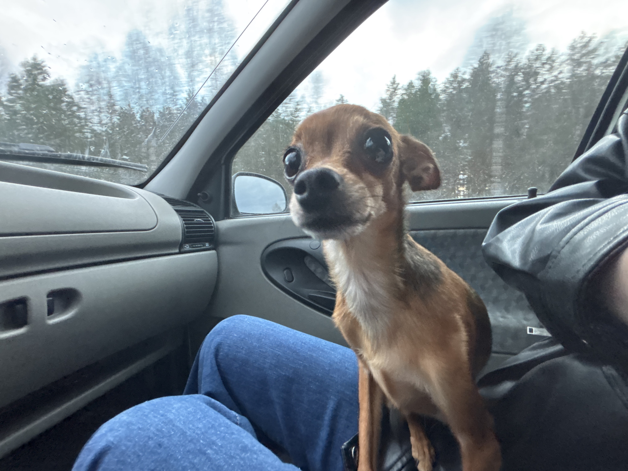 A small, brown and tan dog with large, dark, expressive eyes is the central focus, looking directly at the camera. The dog appears to be sitting on the lap of a person whose blue-jeaned legs are visible on the left side of the frame. On the right, part of another person's arm, clad in a black leather jacket, is visible.
The scene is set inside a car, viewed from a slightly elevated perspective, possibly from the front passenger seat. The car's gray plastic dashboard, air vents, and part of a door panel with a handle are discernible. Outside the front and side windows, a blurred landscape of tall trees, likely conifers or leafless deciduous trees, stretches into the distance under an overcast sky. Water droplets are visible on the front windshield, suggesting rain or melting snow.
The car appears to be in motion, indicated by the blurred background seen through the windows, implying a road trip or travel. The time of day is daytime, with soft, diffused light typical of an overcast sky. The dog's wide-eyed gaze conveys alertness and curiosity. No visible text is discernible in the image. The overall atmosphere suggests a journey through a natural, possibly forested, area during cool or cold weather in Chaikovsky, Russia.