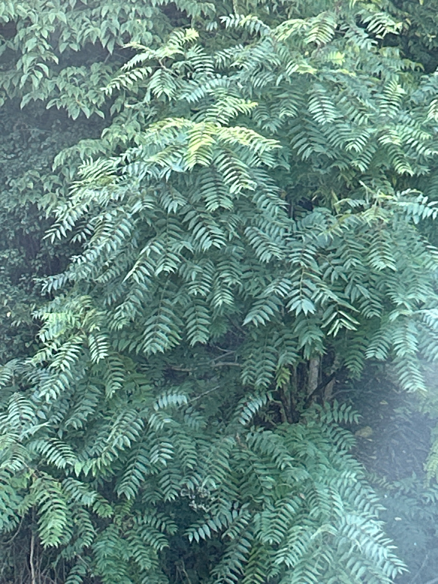 The image shows a dense, leafy green bush or tree. The leaves are compound, with many small leaflets arranged along a central stem, giving a feathery appearance. The foliage is primarily a deep green, with some lighter green highlights suggesting new growth or parts catching the light. The branches are interwoven and obscure much of the background, though a dark, possibly tree trunk, is visible in the mid-ground on the right. The overall impression is of thick, lush vegetation. The image does not contain any people, animals, or man-made objects, and provides no specific indicators of its location within Mt. Lebanon, United States of America.