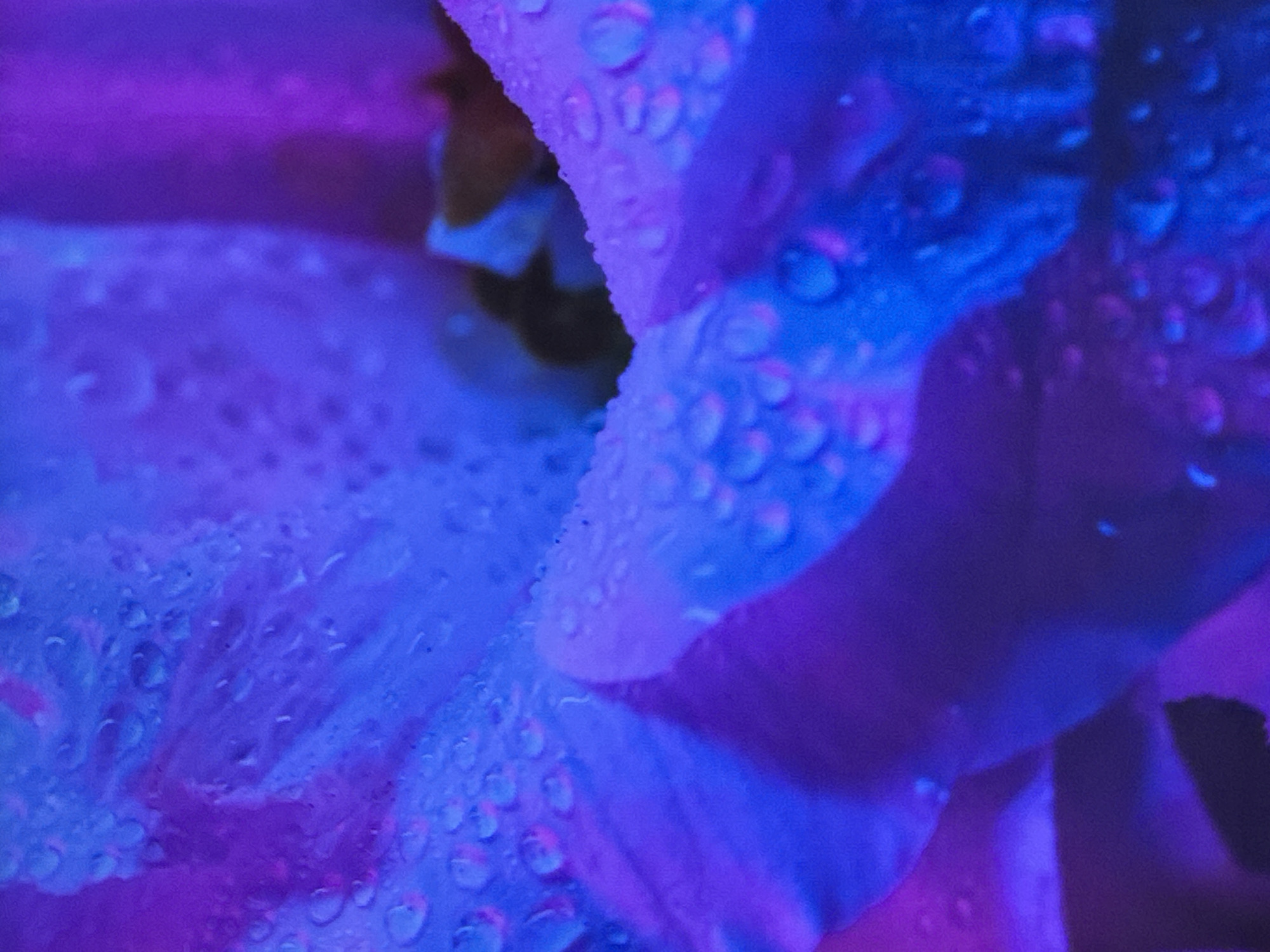 The image is a close-up, abstract macro shot of what appears to be a flower petal covered in water droplets, illuminated by vibrant blue and purple lighting. The texture of the petal is visible, with a soft, somewhat translucent quality. The water droplets are spherical and varied in size, reflecting the colorful light. The overall impression is one of ethereal beauty and delicate detail. There is no indication of the city of Sinyavino, Russia, or any specific environmental context within the image itself.