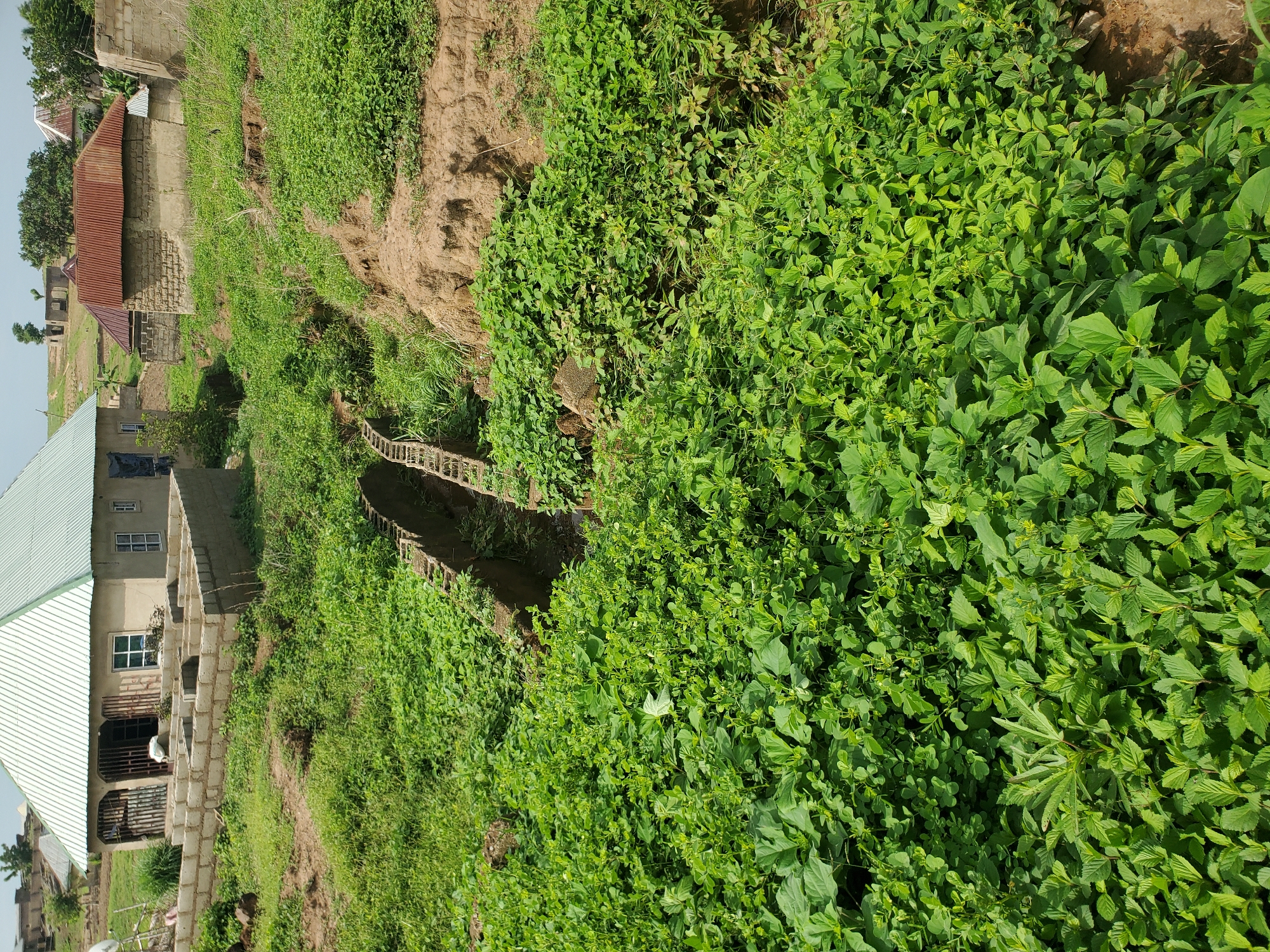 The image displays a verdant, semi-rural landscape under a clear, pale blue sky. The foreground and mid-ground are dominated by dense, lush green vegetation, primarily broad-leafed plants and grasses, growing on uneven terrain. A distinct gully or channel, characterized by exposed reddish-brown soil and signs of erosion, traverses the mid-ground. Within this gully, two parallel, low-lying structures constructed from concrete blocks are visible, partially obscured by overgrowth, suggesting a man-made channel or foundation.
In the background, on the left, a single-story house with light-colored walls and a light green corrugated metal roof is present. This house features several windows, some fitted with security bars, and a prominent entrance. Directly in front of this house, a partially constructed foundation made of concrete blocks outlines multiple rooms, indicating ongoing development or a planned extension. A satellite dish is mounted to the left of this residence. On the right side of the background, another single-story house with textured, possibly unpainted block walls and a rusted, reddish-brown corrugated metal roof is visible. Scattered trees and additional distant structures populate the hazy background. No individuals are present in the scene. This scene is located in the city of Winters, United States of America.