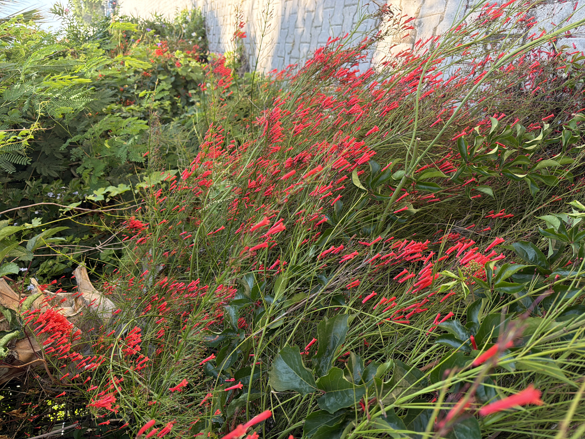 This is a close-up, eye-level, outdoor, medium shot of a dense bush of firecracker plants with numerous small, tubular red flowers and green foliage. The bush is growing along a paved walkway made of light gray rectangular stones. The walkway extends to the right and recedes into the background, with some vehicles partially visible in the far distance. The bush is lush and overgrown, with thin, wiry stems supporting the bright red blossoms. Some larger green leaves are interspersed with the smaller flowers. The lighting suggests it is daytime, with soft shadows indicating the sun is at an angle. The background consists of more greenery and foliage from other plants, creating a natural, garden-like setting. There are no people visible in the image. The overall impression is one of vibrant natural beauty bordering a man-made path.