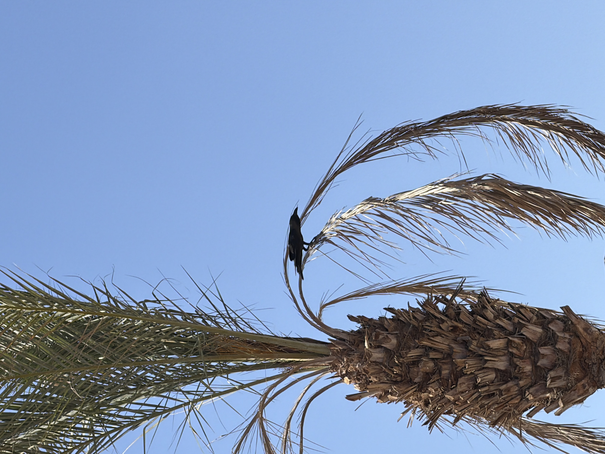 A black bird is perched on a dried frond of a palm tree. The palm tree has a thick, textured trunk and green fronds extending upwards, with dried fronds curving downwards. The background is a clear, bright blue sky, indicative of a sunny day, likely in Sharm El Sheikh, Egypt, a coastal city known for its palm trees and clear skies. The image captures a moment of stillness with the bird as the sole subject in motion, possibly looking for food or surveying its surroundings. The scene is natural and serene, showcasing a common sight in desert and coastal environments.