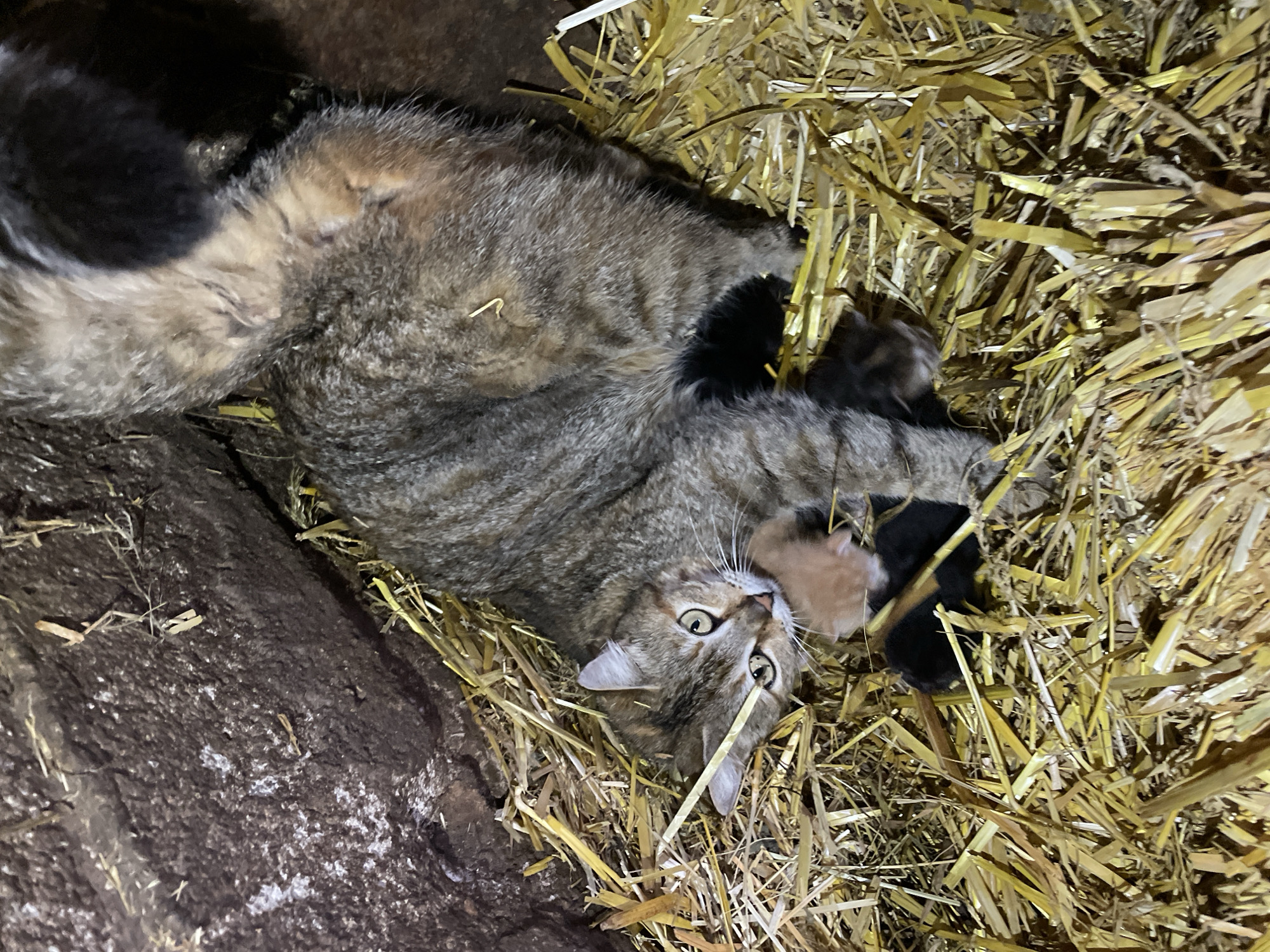 An overhead shot captures a tabby cat lying on its back/side in a bed of golden-yellow hay. The cat, with brown, grey, and black striped fur and lighter fur on its belly, gazes directly at the camera with wide, light green-yellow eyes, conveying an alert or slightly surprised expression. Its body is partially stretched out, and its front paws are visible.
Snuggled close to the mother cat are several kittens. One kitten, light orange or ginger in color, is visible near the mother's head. Another kitten, appearing dark black, is tucked under the mother's body near her midsection. The scene suggests the mother cat is resting or possibly nursing her young.
To the left and top-left of the cats, a dark, textured surface, possibly a stone wall or uneven ground, provides a contrasting backdrop to the bright hay. The lighting is somewhat strong, illuminating the hay and the cats, indicating a possibly enclosed or low-light environment where artificial light is used. No text is visible in the image. The setting suggests a rustic or farm environment, aligning with the provided context of Zlatograd, Bulgaria.