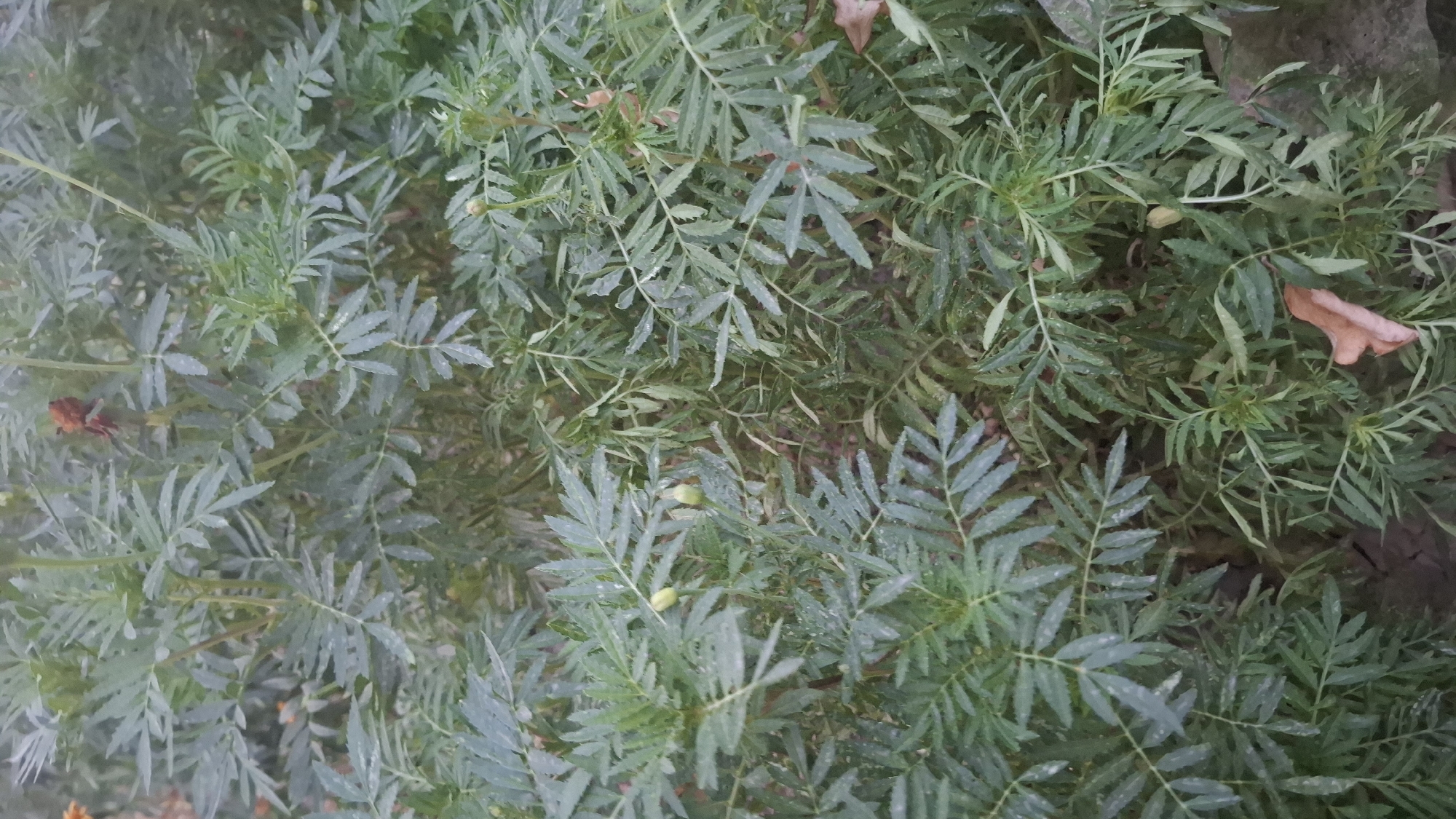 The image shows a close-up view of a marigold plant with dense, feathery green foliage. Several small, unopened buds or developing seed pods are visible amongst the leaves, appearing as small, pale green, elongated shapes. Some dried, brown leaves are also present, scattered within the green growth. The overall impression is of a well-established plant, possibly in a garden setting. The image does not provide any information about its specific location in Shubarssu, Kazakhstan, nor does it depict any people, actions, or interactions. The environment appears to be outdoors, with the ground visible in some areas beneath the foliage, suggesting it is planted in the earth.