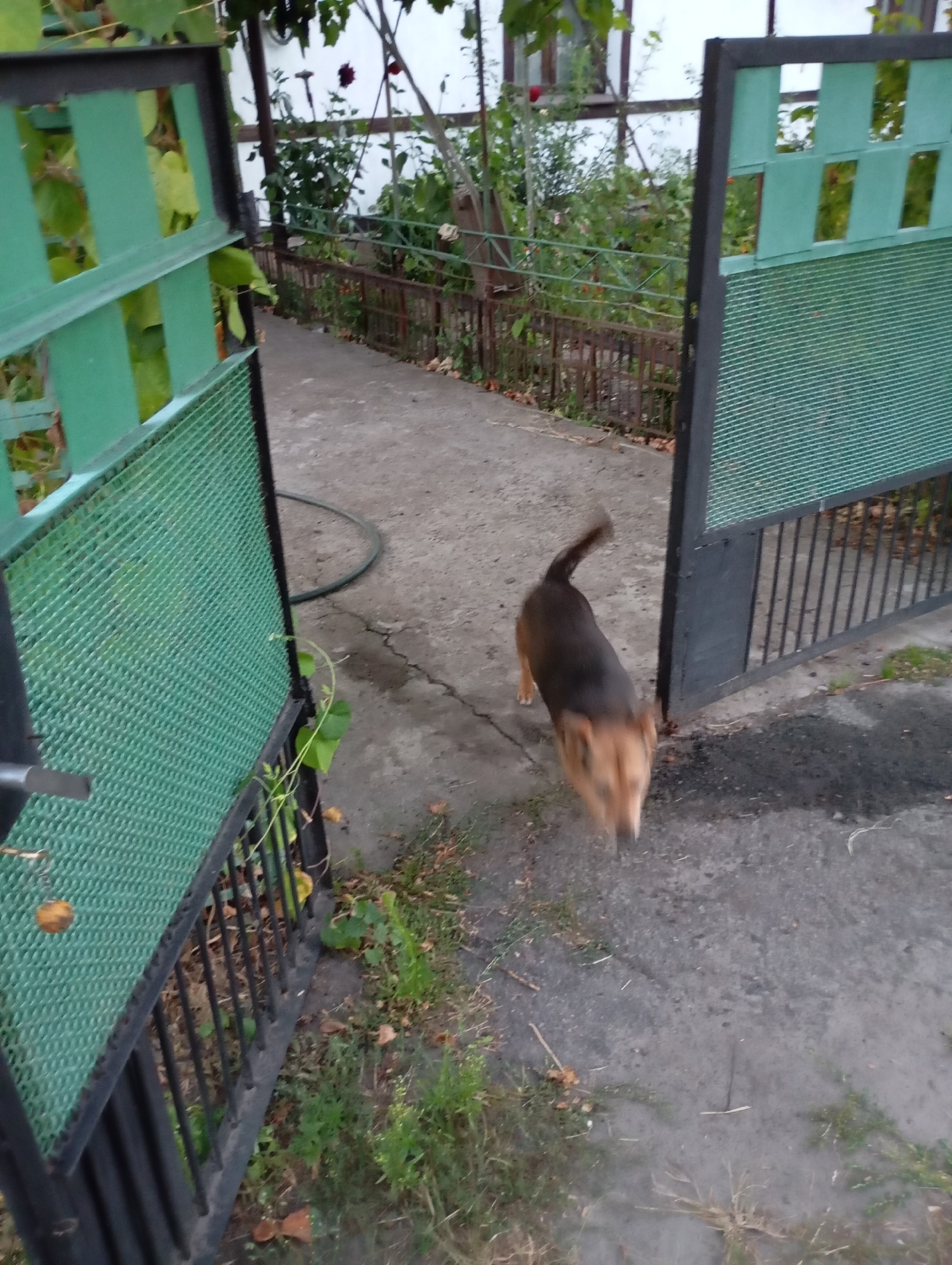 A small, brown and tan dog is blurred by motion as it walks on a cracked concrete pathway. The dog is moving towards the right side of the frame, near an open, green metal gate. The gate is comprised of a black metal frame with green mesh panels and vertical bars on the right side. Beyond the gate, a narrow, dark metal fence runs along a path lined with green foliage and some dry leaves on the ground. In the background, there is more greenery and a white structure with windows. This scene appears to be in a residential backyard or garden area, likely in Horishni Plavni, Ukraine, given the context. The lighting suggests it is either early morning or late afternoon.