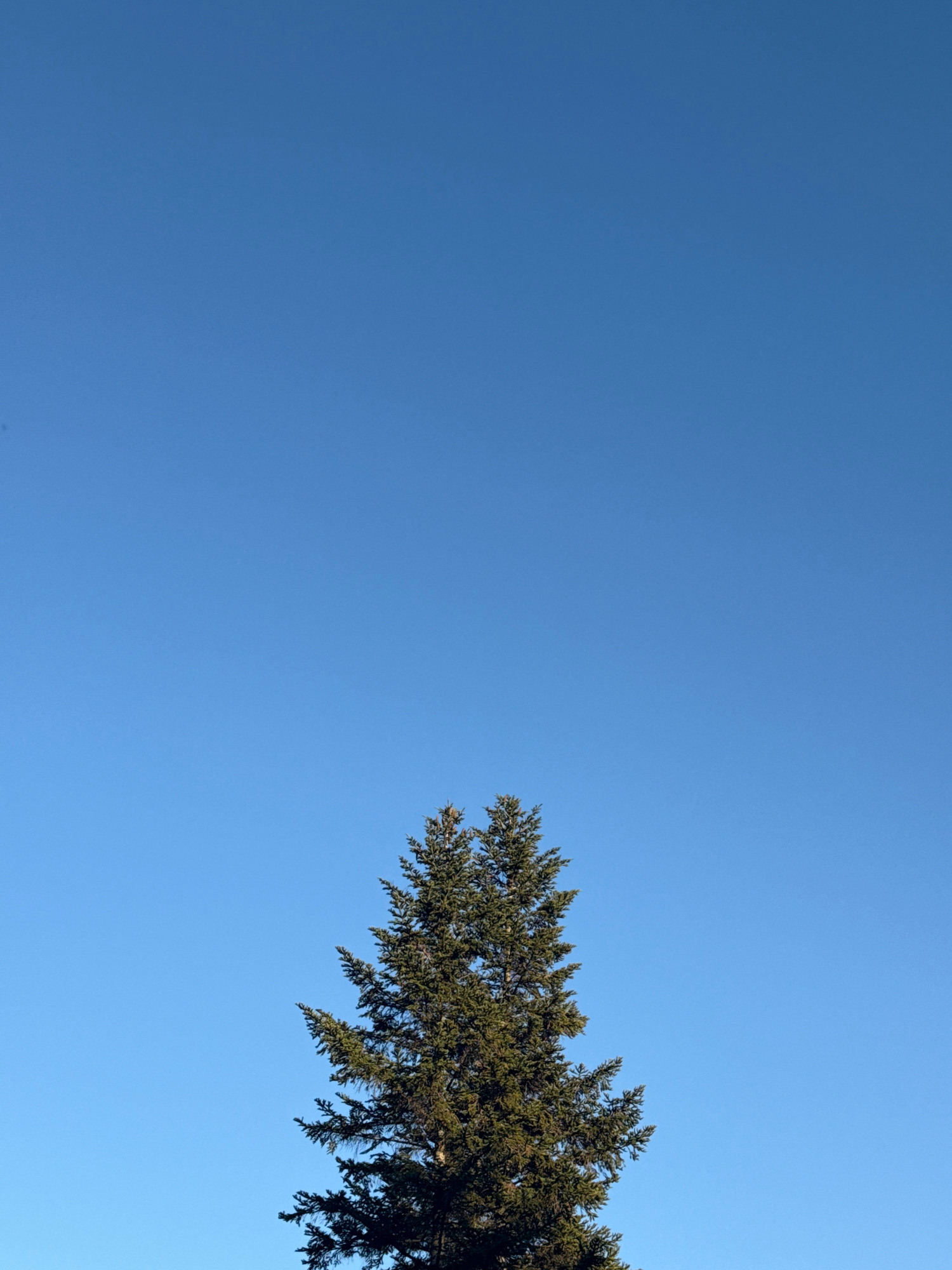 The image shows the upper portion of a tall evergreen tree against a clear blue sky. The tree occupies the lower center of the frame, its dark green foliage reaching upwards. The sky is a uniform, bright blue with no clouds or other celestial bodies visible. There are no people or man-made structures in the image. The setting is natural, likely an outdoor area where such trees grow. The lighting suggests it is daytime, with the sun illuminating the tree from an unseen angle. The image does not contain any identifiable landmarks or features that would place it specifically in Simferopol, Ukraine, or any other city.