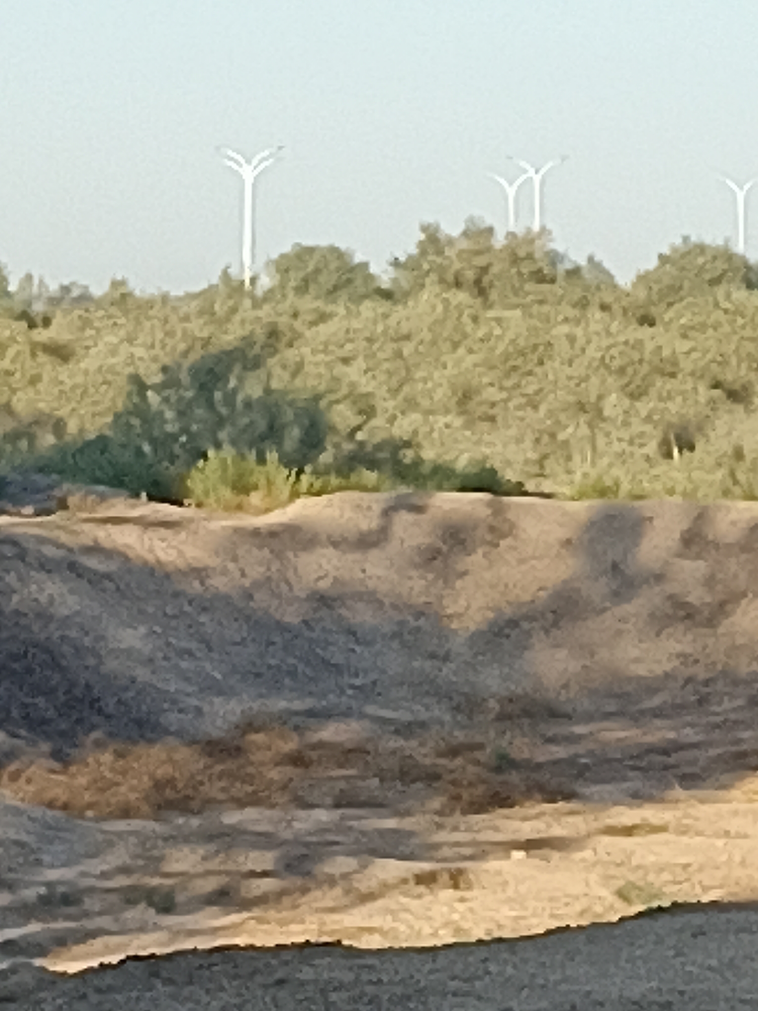 The image depicts an outdoor scene with a dry, sandy embankment in the foreground. The embankment is textured with shadows and appears to be composed of loose soil or sand. Behind the embankment, a dense area of green foliage, likely bushes or trees, stretches across the middle ground. In the far background, several tall, white, Y-shaped structures are visible against a pale, hazy sky. These structures resemble modern streetlights or decorative elements. The overall environment appears arid and possibly undeveloped. There are no people or animals visible in the image, and no discernible actions or interactions are taking place. The image is likely a photograph of an outdoor landscape.