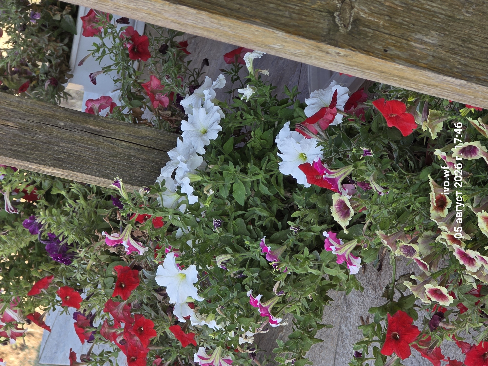 This image shows a close-up of a flower bed with various petunias in bloom, including red, white, pink, and variegated varieties. The flowers are dense and abundant, with lush green foliage. Two weathered wooden beams are positioned diagonally across the foreground, framing the flowers. In the background, a white planter box is visible. The scene appears to be outdoors, possibly in a garden or public space. Text overlay at the bottom reads "ivo.wf 05 август 2026 r. 17:46". The text indicates the image was taken on August 5, 2026, at 17:46. There is no specific indication of the location in the city of Chal, Bulgaria, within the image itself.