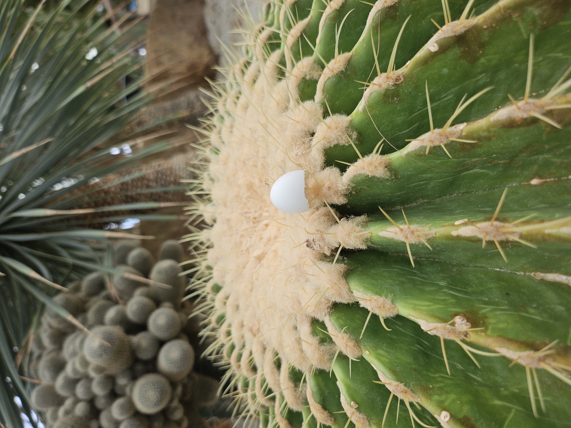 A close-up, low-angle shot captures the apex of a large, barrel-shaped cactus with prominent green ribs and sharp, yellowish spines. At the very center, nestled within a dense cluster of fine, light-brown fuzz, rests a small, white, eggshell fragment, broken in half. In the background, out of focus, are more round, fuzzy cacti and the fronds of a palm tree, suggesting an indoor botanical garden setting, possibly within Tambon Na Chom Thian, Thailand. The lighting appears to be artificial, creating a bright, evenly lit scene.