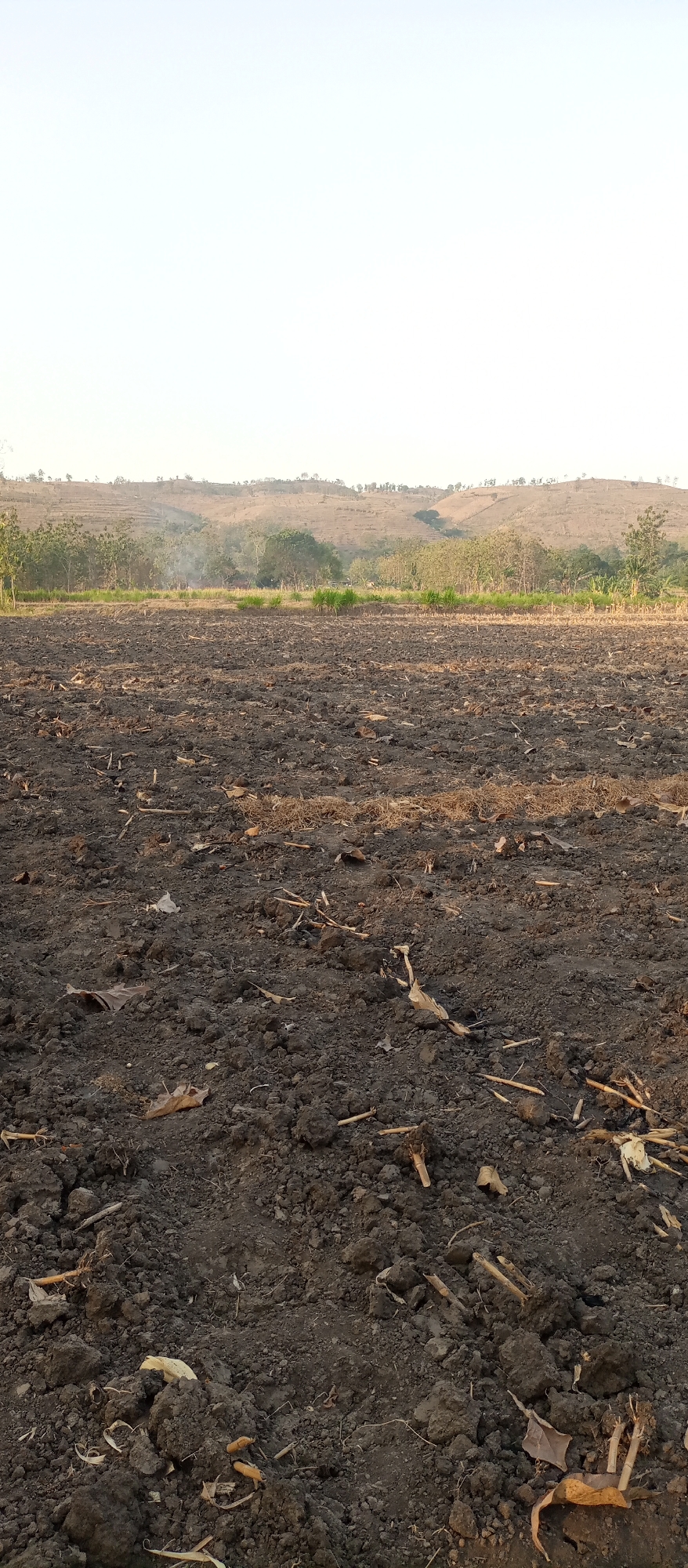 A wide-angle, low-angle, outdoor photograph captures a recently tilled agricultural field in Kedewan, Indonesia. The foreground is dominated by dark, rich soil, unevenly disturbed with remnants of harvested crops, including dried stalks and leaves, scattered across the surface. The texture of the soil is rough and clumpy. In the midground, a line of green vegetation, likely newly planted crops or the edge of a forest, separates the field from a gently rolling landscape of dry, brown hills in the background. The hills are sparsely covered with vegetation, and a faint wisp of smoke rises from the midground, suggesting activity in the distance. The sky is a pale, washed-out blue, indicating either early morning or late afternoon light. The overall impression is one of agricultural land prepared for a new planting season.