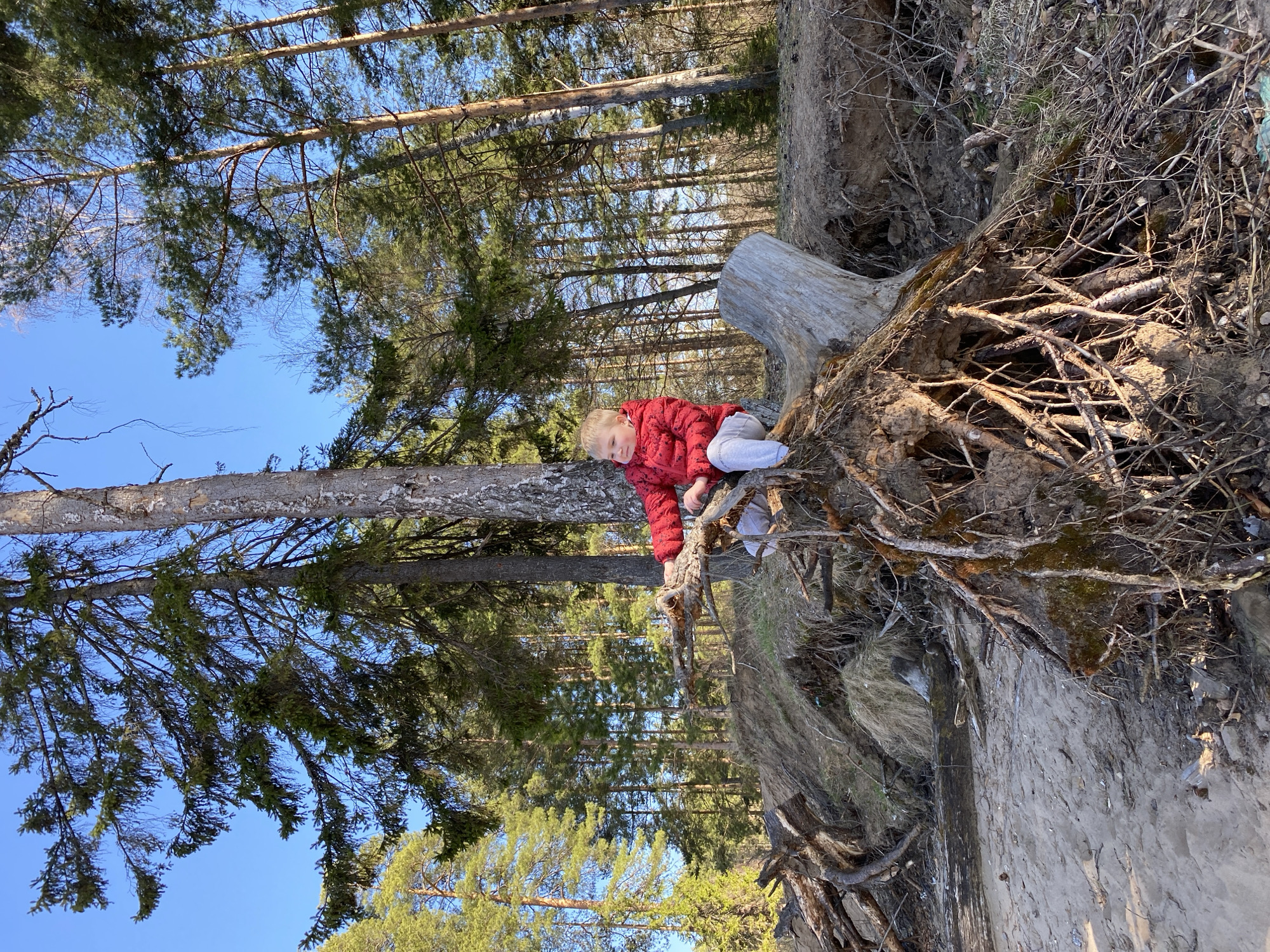 A young child wearing a red jacket and light-colored pants is sitting on a large, uprooted tree stump in a forest setting. The location is characterized by tall pine trees with a clear blue sky visible through the canopy. The ground around the tree stump is earthy with exposed roots and some patches of green vegetation. The scene is potentially located in a wooded area near or within the city of Chaikovsky, Russia.
