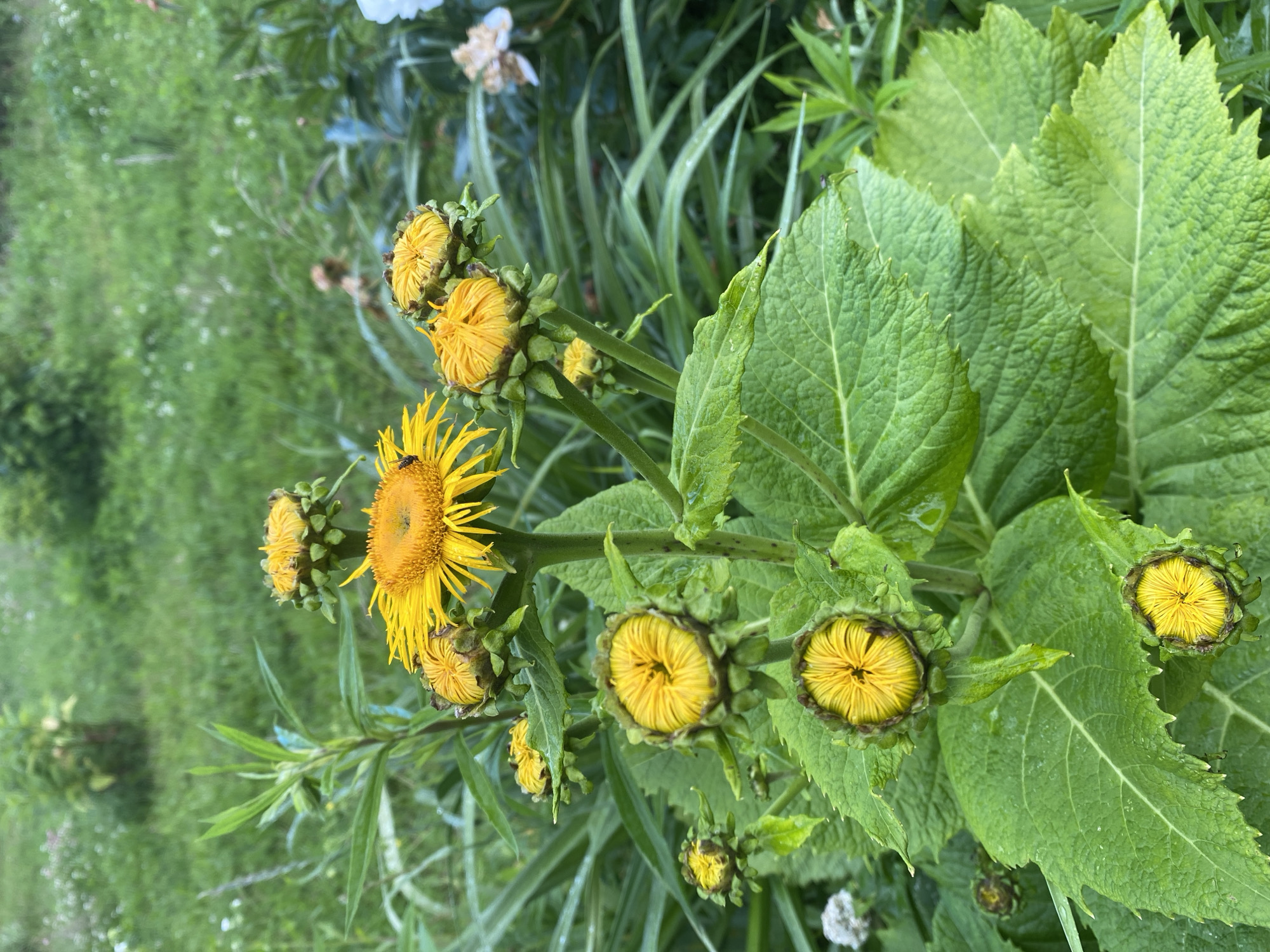 This media file shows a close-up, rotated view of yellow flowers and large green leaves in a natural outdoor setting. The foreground is dominated by several unopened flower buds, which are spherical and have tightly packed yellow petals. One flower is fully open, revealing numerous thin, bright yellow ray florets radiating from a central disk. A small insect, possibly a bee, is visible on this open flower. Behind the flowers, large, textured green leaves with prominent veins and serrated edges are prominent. The background is blurred and consists of green foliage, suggesting a garden or meadow.
The scene appears to be set during the daytime, with natural light illuminating the plants. The presence of dew drops on some of the leaves might indicate it is morning or has recently rained. The overall impression is one of vibrant natural growth and activity within a garden or wild landscape. The location is identified as Lindo-Pustyn' (Kantaurovskii S/S), Russia. There is no visible text in the image.