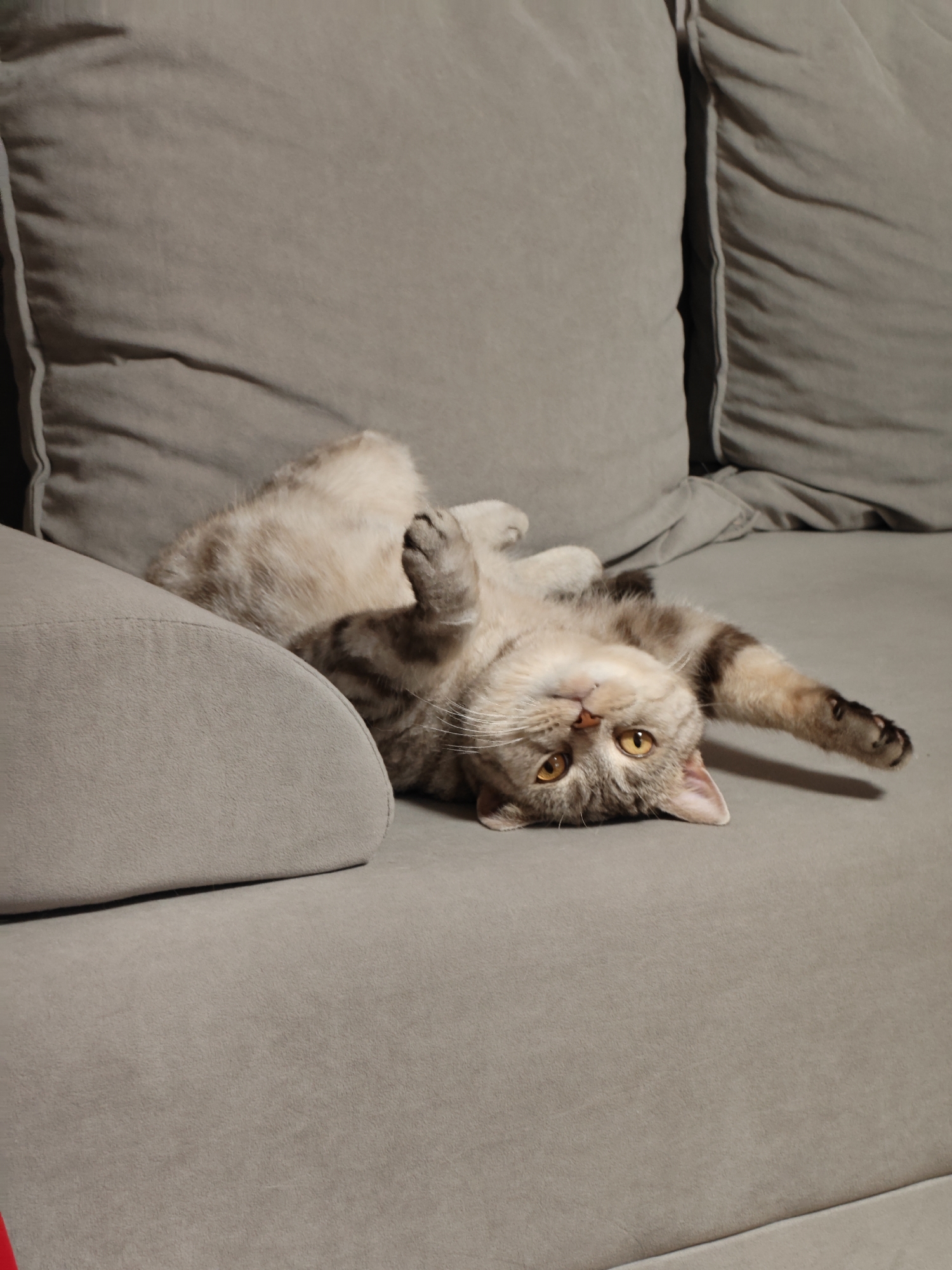 A cat is lying on its back on a gray sofa. The cat has gray and white fur with brown tabby markings. Its eyes are open and appear to be yellow or orange. The cat's paws are raised in the air. The sofa has plush cushions, and the lighting suggests an indoor setting. There is no information in the image that can be used to determine the location in the city of Orenburg, Russia.