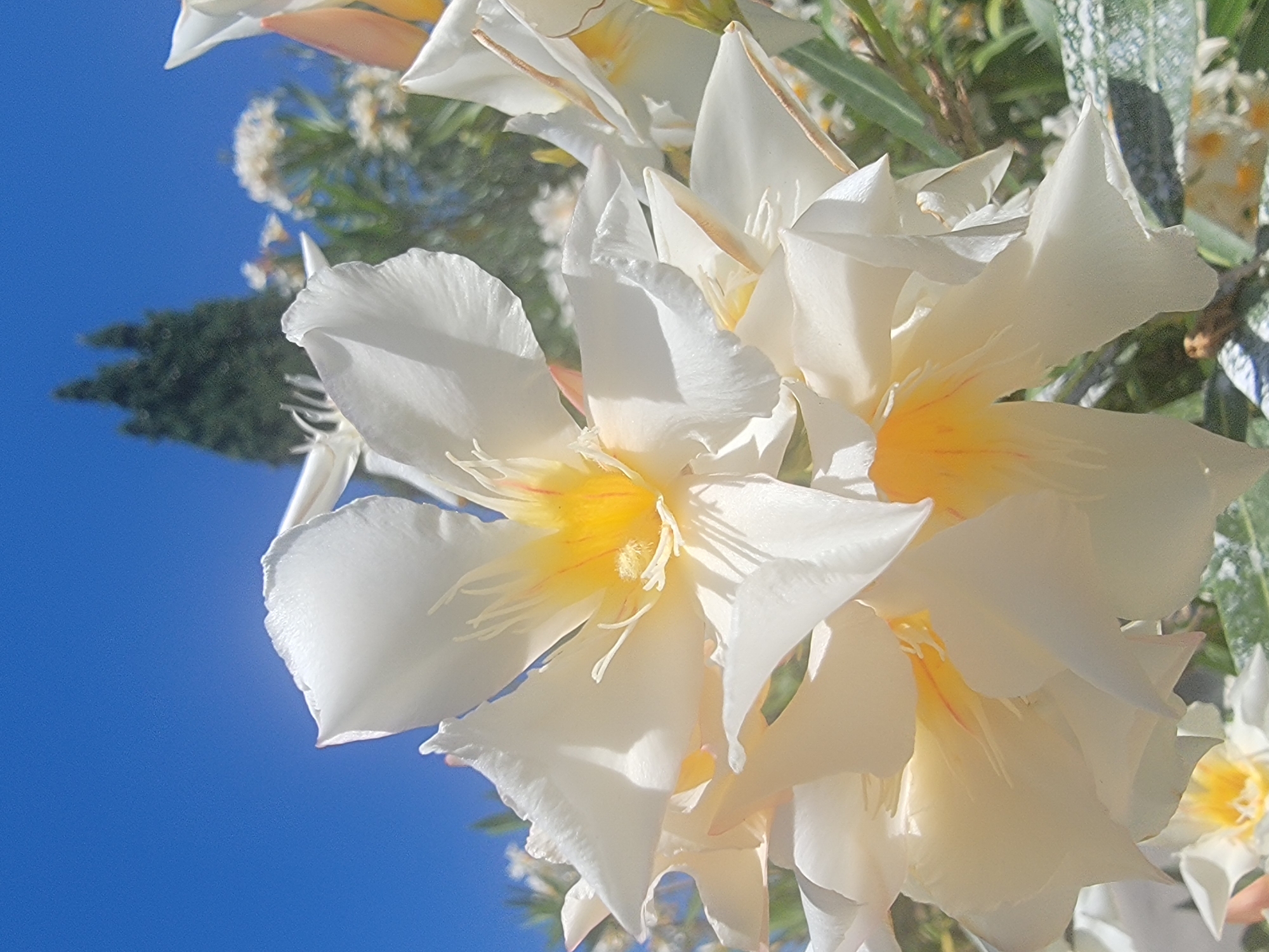 A close-up, low-angle shot showcases a cluster of white oleander flowers against a clear blue sky, with a tall, dark green cypress tree visible in the blurred background. The flowers, with their ruffled white petals tinged with yellow and pink near the center, are the primary focus. The foreground is dominated by the voluminous blooms, their delicate textures and soft shadows creating a sense of depth. In the distance, other white flowers and green foliage create a slightly out-of-focus garden scene. This image was taken in the city of Quarteira, Portugal.