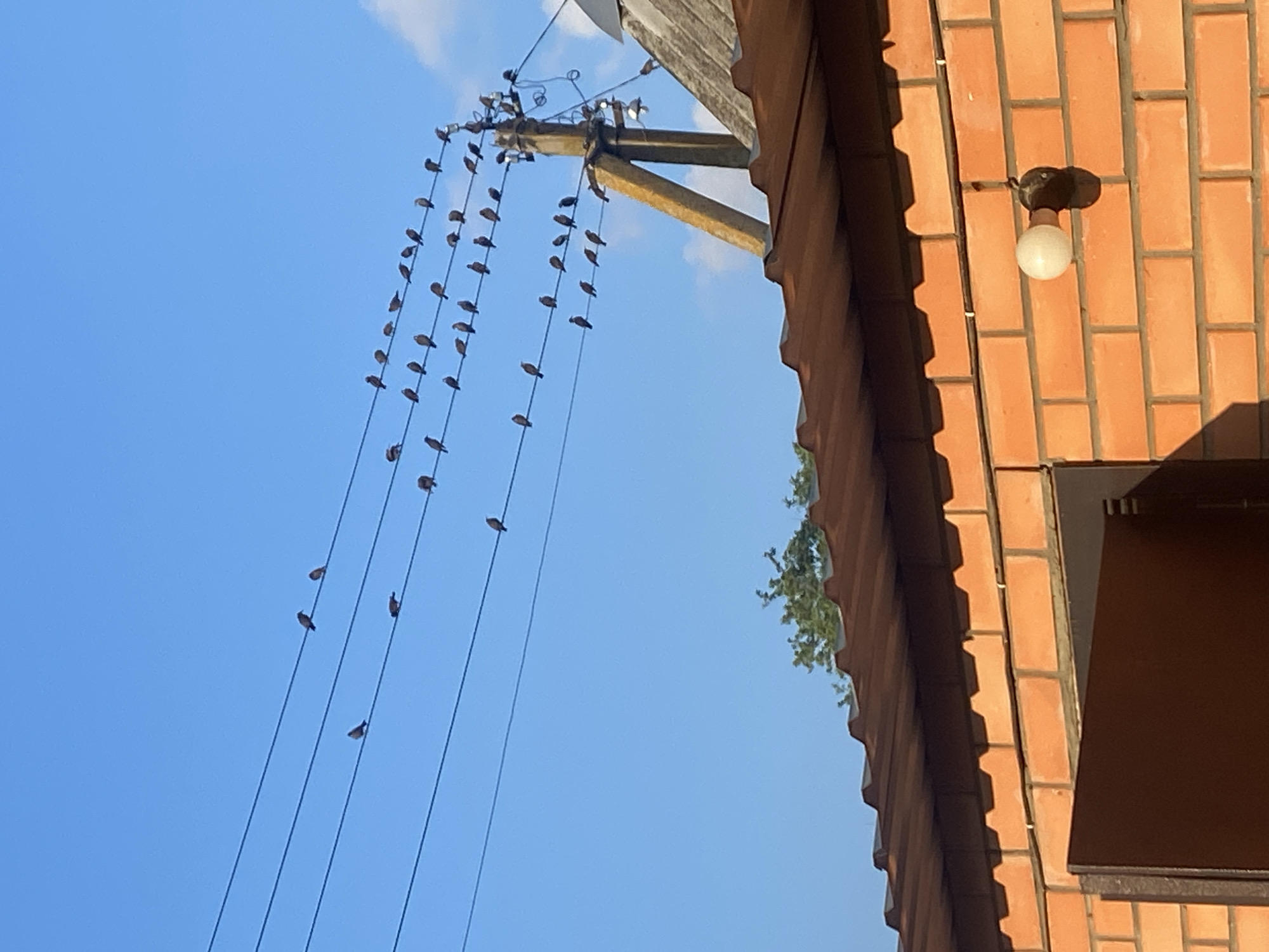 A flock of small, dark birds is perched on multiple power lines against a clear blue sky. The birds are evenly distributed across the wires, with some lines having more than others. The power lines run horizontally across the frame. In the foreground, the corrugated roof of a building is visible, constructed with reddish-brown brick walls. A metal door or gate is partially open on the left side of the brick wall. A light fixture with a round bulb is attached to the brick wall. A utility pole with a triangular support is situated to the right, with some wires connected to it. The environment appears to be outdoors, possibly in a residential or rural area, given the building materials and power lines.