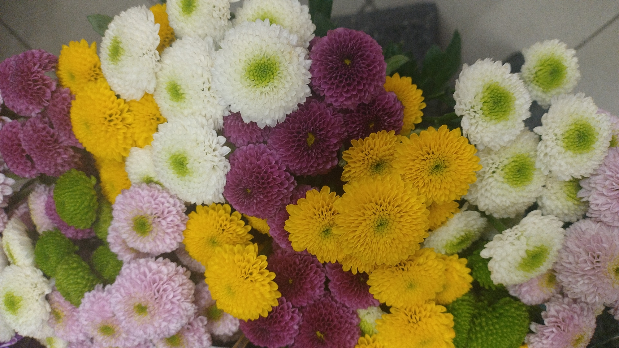 The image displays a close-up, overhead view of a vibrant bouquet of chrysanthemums in various colors, including pink, purple, yellow, white, and green. The flowers are tightly packed, with their textured petals forming full, spherical blooms. The lighting suggests an indoor setting, possibly a florist shop or a market stall. There are no people or specific landmarks visible in the image that would allow for identification of a location within Jelgava, Latvia. The focus is solely on the floral arrangement.