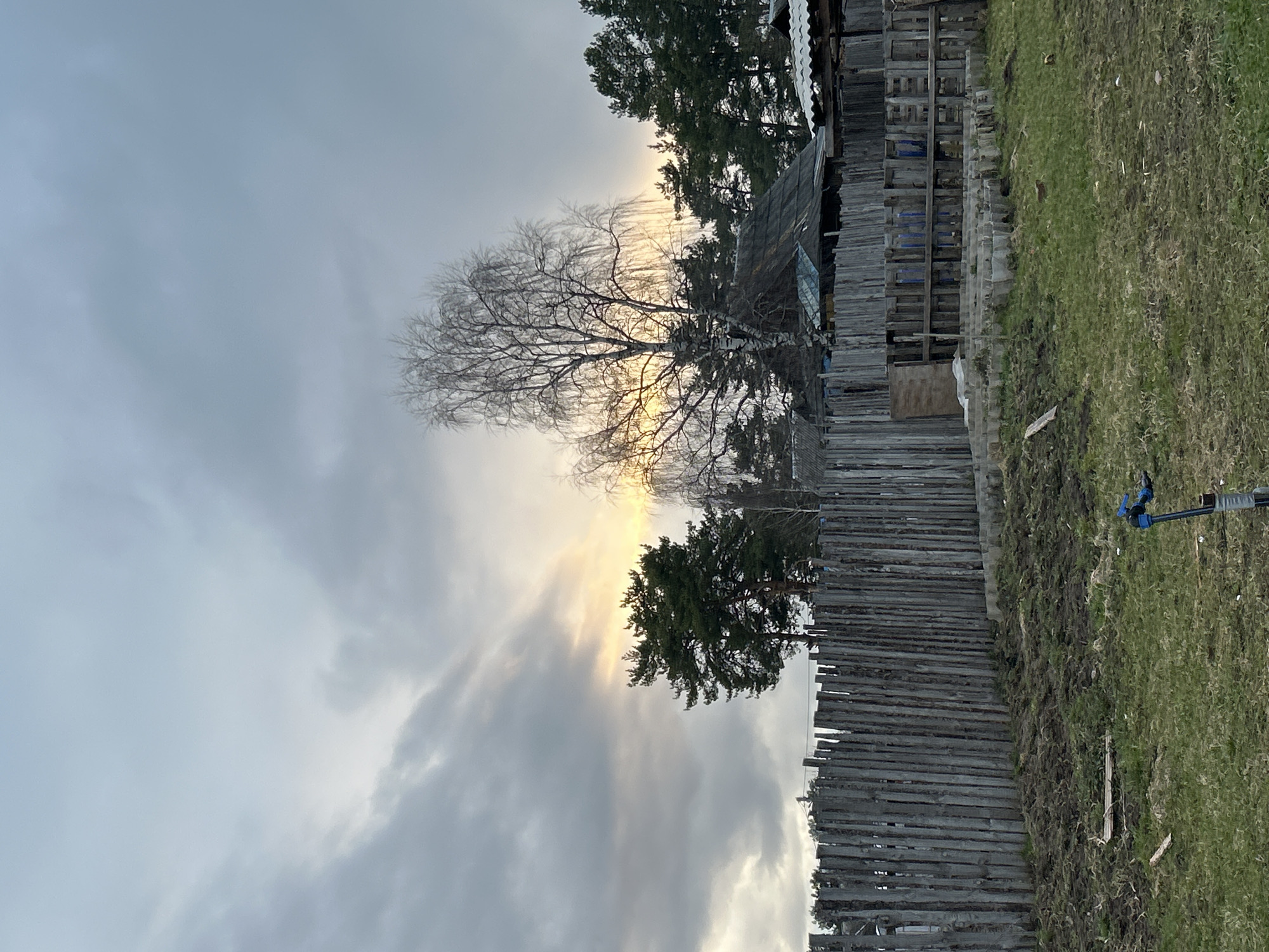 This image depicts a rural or semi-rural scene in Rusalevka, Russia, likely during late afternoon or early morning given the light. The sky is largely overcast with prominent grey clouds, but a bright patch of sunlight breaks through, creating a warm glow behind the trees.
In the mid-ground, a tall, bare deciduous tree with intricate branches stands out against the brighter sky, indicating either late autumn, winter, or early spring. Behind and around it, several evergreen trees, possibly pines, are visible. To the right, a weathered wooden fence, constructed from irregularly shaped logs or planks, stretches horizontally across the frame, delineating a property boundary.
Behind the fence, a collection of rustic wooden structures, appearing to be sheds, barns, or outbuildings, are visible. Some of these structures feature corrugated metal roofs. The overall impression of the buildings is one of age and simplicity.
The foreground consists of a grassy area, which appears somewhat uneven and mixed with patches of dirt or dried vegetation. On the far right of the foreground, a blue and black object mounted on a pole, possibly a garden sprinkler or a small tripod-mounted device, can be seen. No human figures or discernible text are visible in the image. The scene evokes a quiet, somewhat rugged landscape.