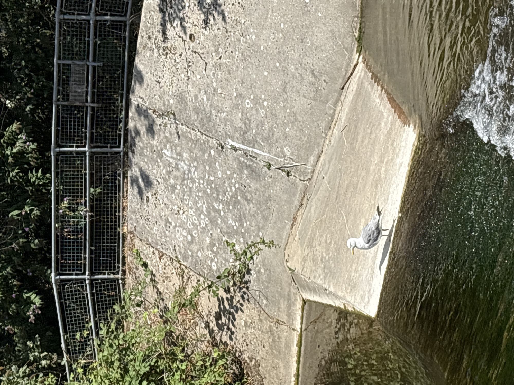 A solitary seagull stands on a concrete embankment next to a body of water. The embankment is angled, with the water flowing over the lower edge creating a small cascade. In the background, a metal fence with a grid pattern runs horizontally, partially obscured by dense green foliage and trees. The concrete surface of the embankment shows signs of wear and tear, with patches of lighter and darker discoloration. The water appears murky and reflects the surrounding greenery. The scene is illuminated by sunlight, casting shadows on the concrete. The location is identified as Chelmsford, United Kingdom.