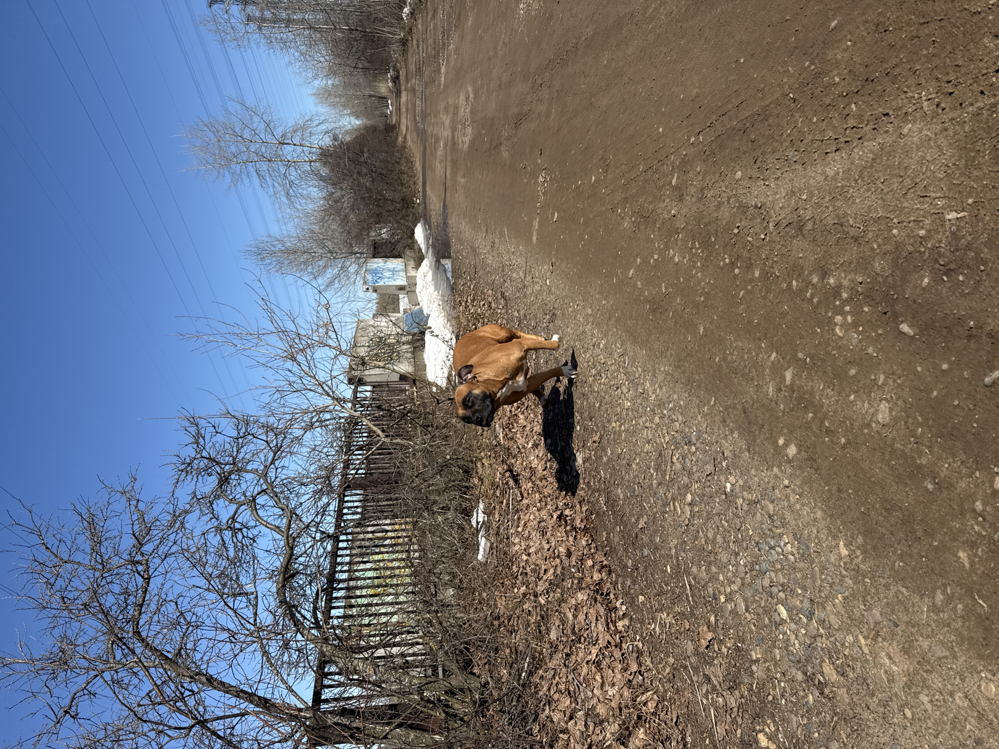 The image depicts a boxer dog on a dirt road in an urban environment. The location is possibly Chaikovsky, Russia, given the query context. The dog is mostly brown with a dark snout and white markings on its legs. It is standing on a dirt road mixed with small rocks and patches of dry leaves. To the left of the road is a dark metal fence and a sparse thicket of leafless trees and bushes. Beyond the fence, there is what appears to be an old or weathered building. Further down the road, there is a patch of what seems to be leftover snow. Above, there is a clear blue sky with power lines visible. The scene appears to be outdoors on a sunny day. The ground is heavily marked with tracks, suggesting vehicle or pedestrian traffic.