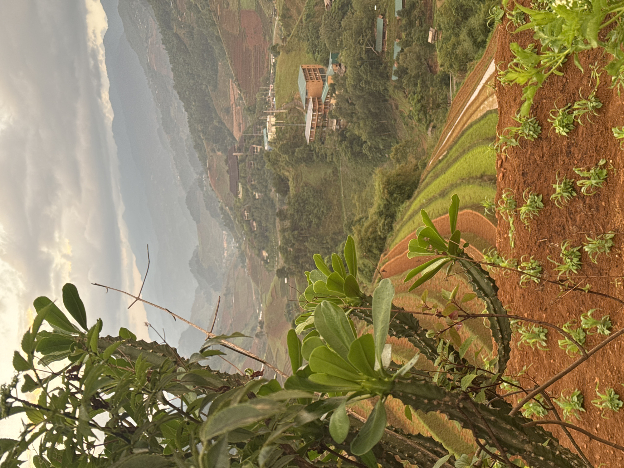 The image captures a landscape view in Dế Xu Phình, Vietnam. The foreground features lush green foliage, including cacti-like plants and other vegetation. Beyond the foliage, terraced rice paddies are visible, creating a patterned landscape. In the distance, mountains shrouded in mist and cloud cover are seen. Scattered settlements and buildings can be observed nestled among the greenery and terraced fields. The lighting suggests either early morning or late afternoon.