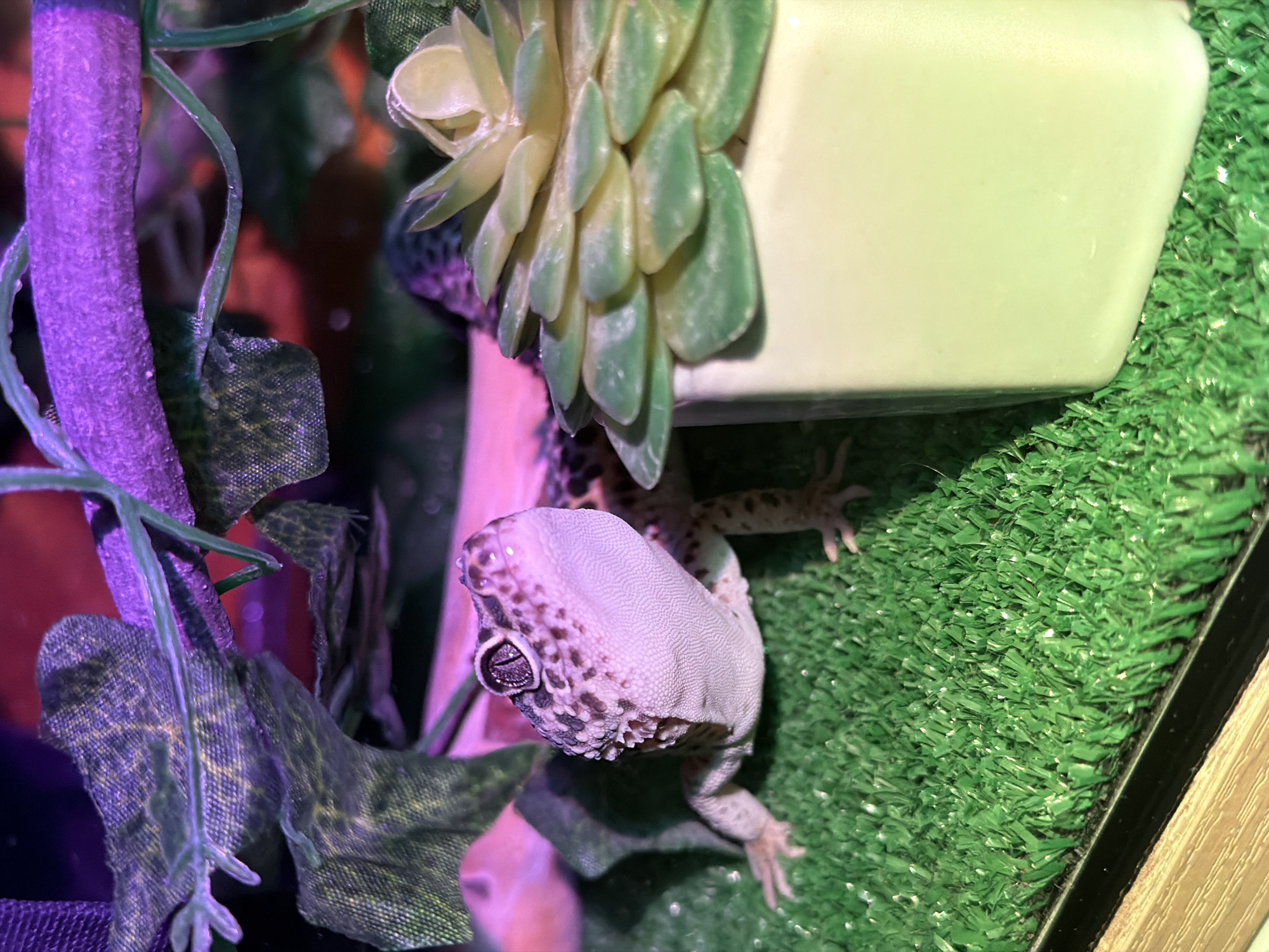 A leopard gecko is perched on a green, artificial turf surface. To the left of the gecko is a purple, vine-covered structure with artificial leaves. Above the gecko is a succulent plant in a light green container. The photograph was not taken in Chaikovsky, Russia.