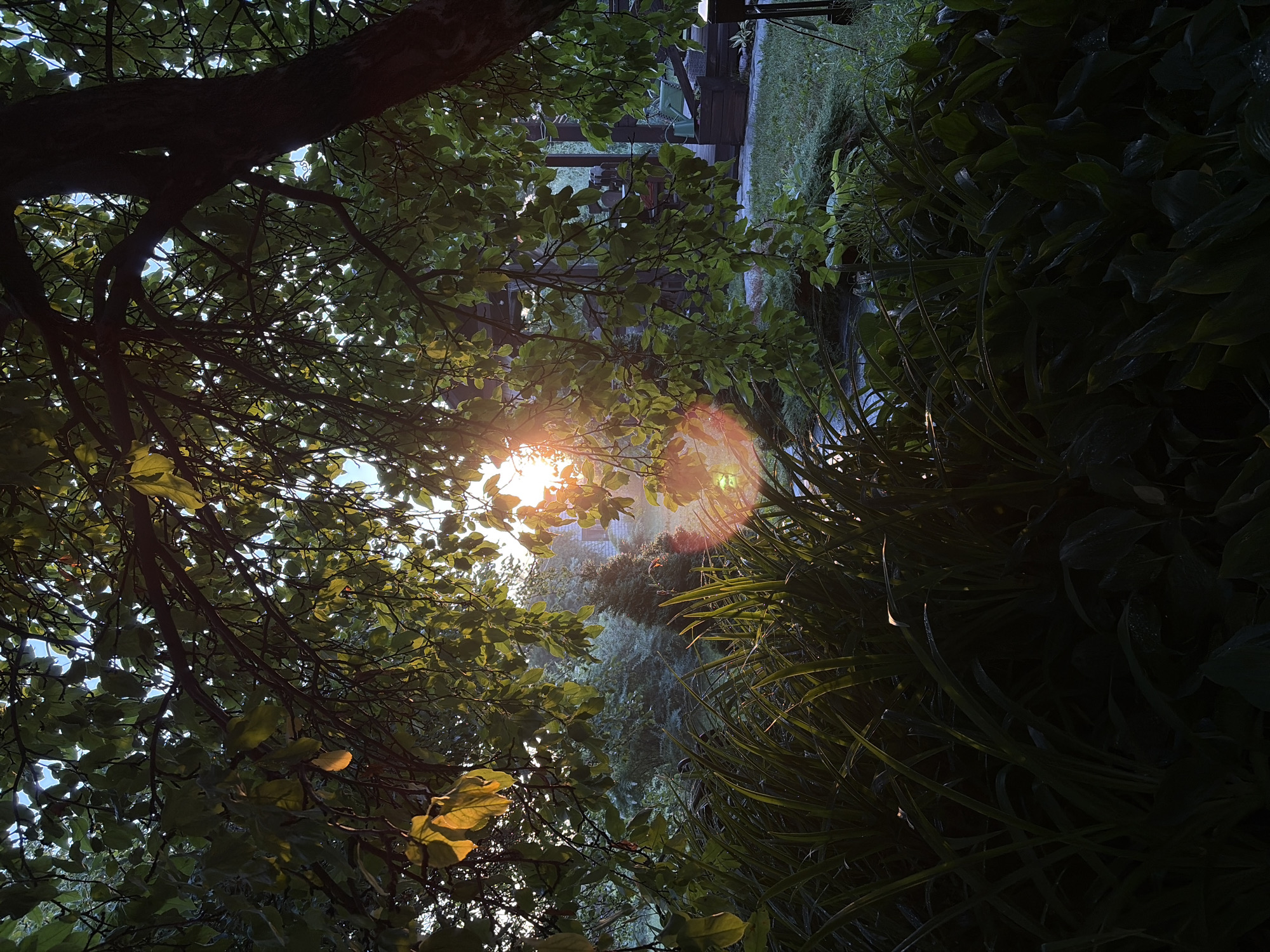 The image depicts a garden scene bathed in the golden light of sunrise or sunset. Lush green foliage, including the leaves of a large tree in the foreground, filters the sunlight, creating a dappled effect. In the middle ground, there is a prominent lens flare from the sun, casting a reddish-orange glow. Beyond the foliage, a blurred background shows a building with a dark roof, possibly a house or a shed, and more greenery. The foreground is dominated by dark, verdant plants, some of which appear to be hostas or similar broad-leafed varieties, with dew drops visible on their surfaces. The overall atmosphere is tranquil and natural. The image was captured in Leninsk-Kuznetskiy, Russia.