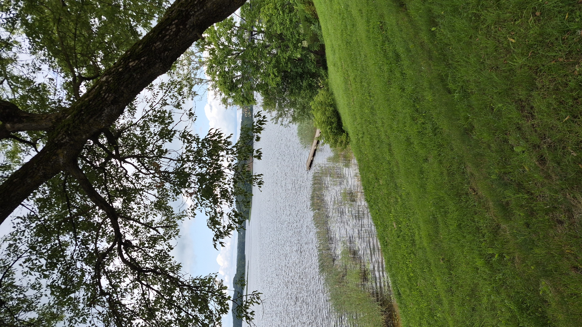 The image depicts a serene lakeside scene in Zarasai, Lithuania. The foreground is dominated by a lush, vibrantly green grassy slope leading down towards the water. A large tree with a textured, moss-covered trunk and sprawling branches with dense foliage partially frames the upper left of the image.
The middle ground features a tranquil lake with rippling water reflecting the overcast sky. Patches of tall, reedy vegetation grow along the water's edge. A small, wooden jetty extends into the lake from the right side of the shore, appearing weathered and partially submerged.
In the background, rolling hills covered in dense green forest stretch across the horizon. The sky is a mix of grey clouds and patches of blue, suggesting a partly cloudy day. The overall atmosphere is peaceful and natural, evoking a sense of calm and seclusion. There are no people or animals visible in the image. The scene appears to be a natural landscape, likely a park or a recreational area adjacent to the lake.
